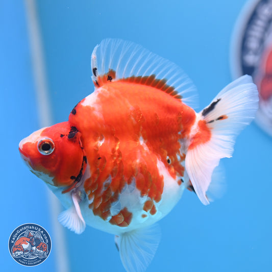 Tricolor Sakura Ryukin 4-5 inches (240920_RY03) - Kaiju Goldfish USA