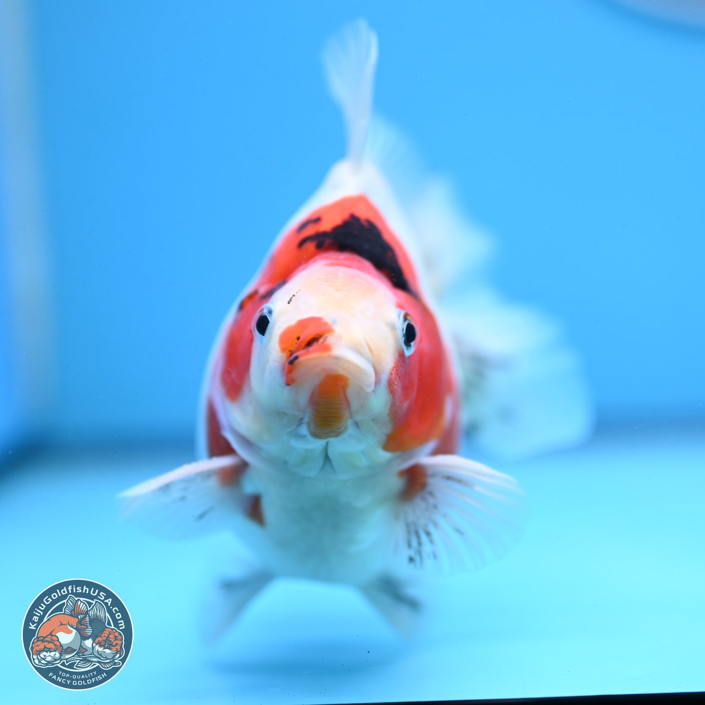 Tricolor Sakura Ryukin 4.5-5.5 inches (240927_RY03) - Kaiju Goldfish USA