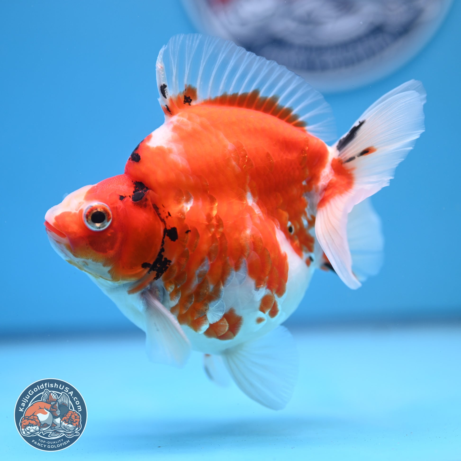 Tricolor Sakura Ryukin 4-5 inches (240920_RY03) - Kaiju Goldfish USA