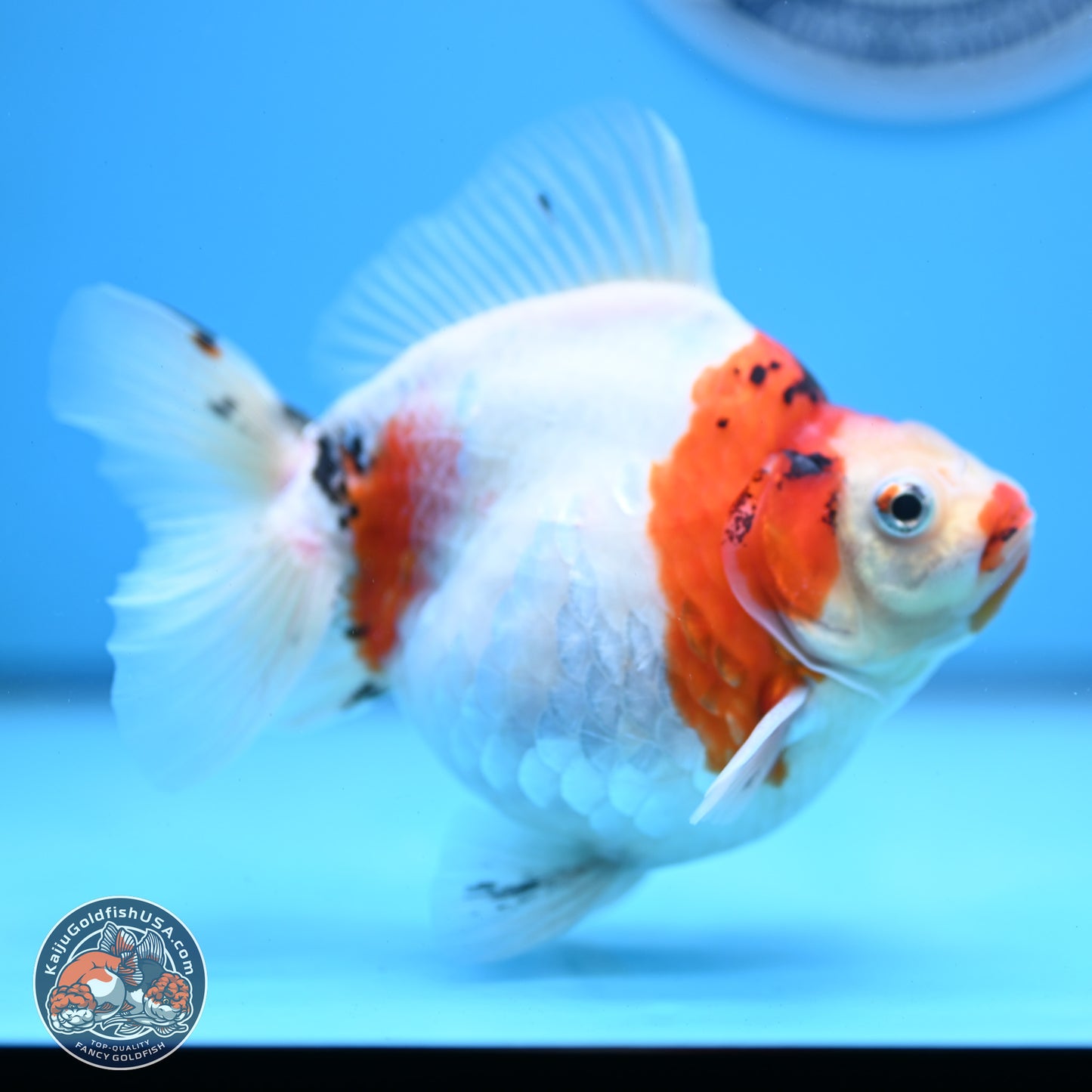 Tricolor Sakura Ryukin 4.5-5.5 inches (240927_RY03) - Kaiju Goldfish USA