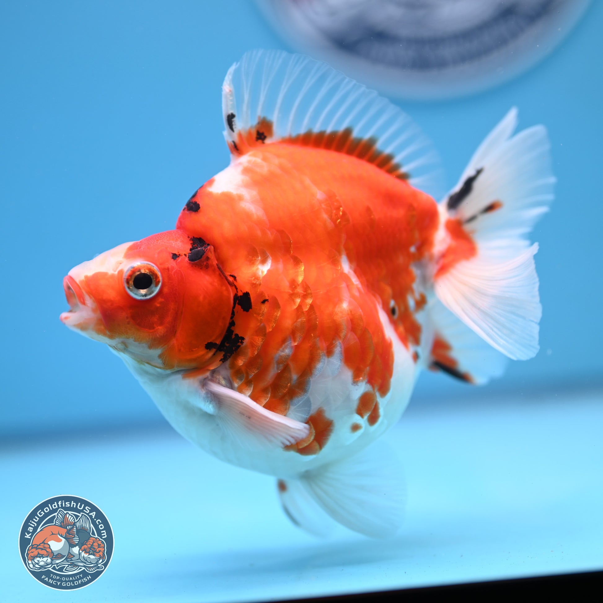 Tricolor Sakura Ryukin 4-5 inches (240920_RY03) - Kaiju Goldfish USA