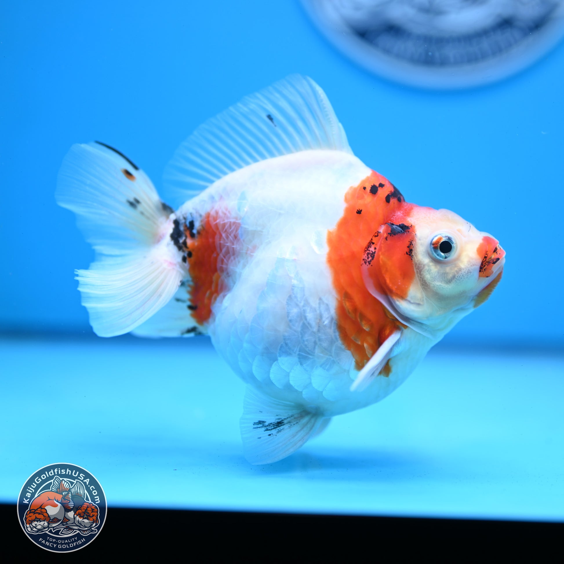 Tricolor Sakura Ryukin 4.5-5.5 inches (240927_RY03) - Kaiju Goldfish USA