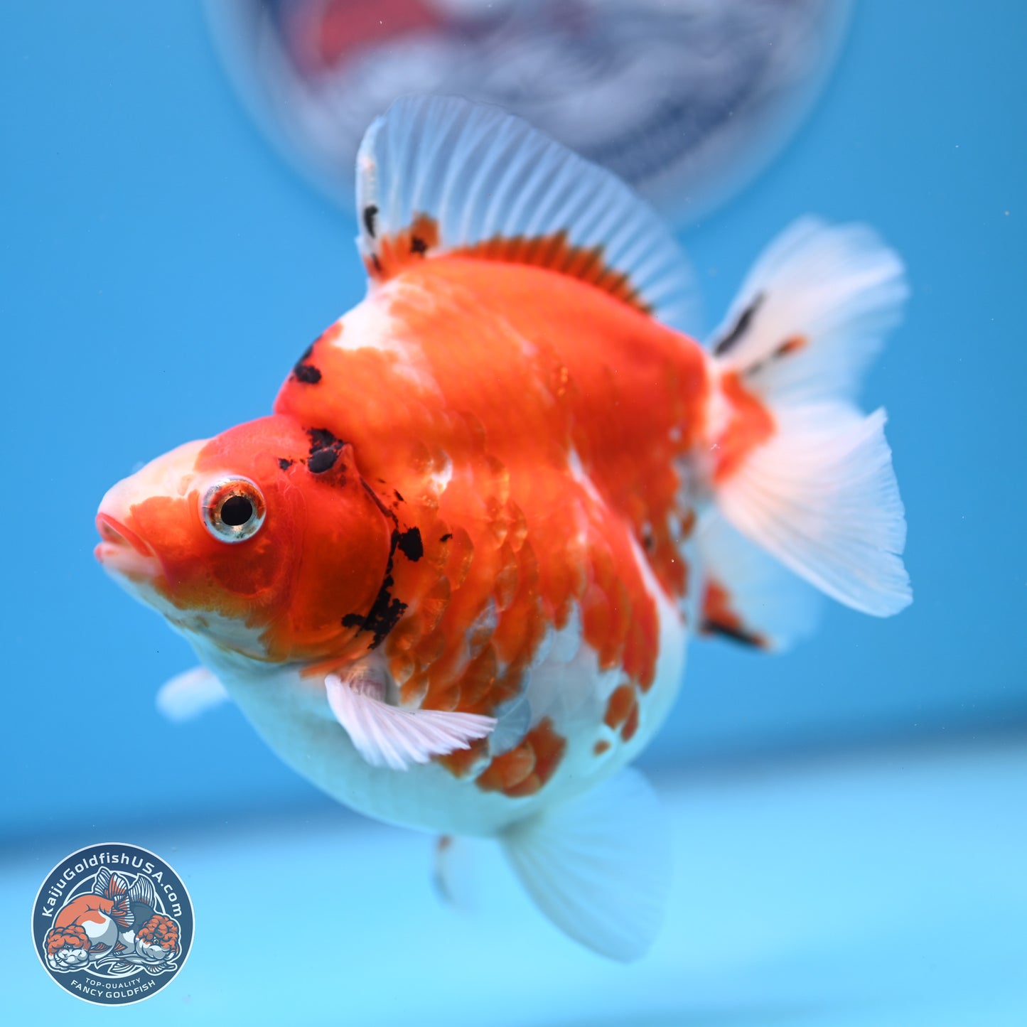 Tricolor Sakura Ryukin 4-5 inches (240920_RY03) - Kaiju Goldfish USA