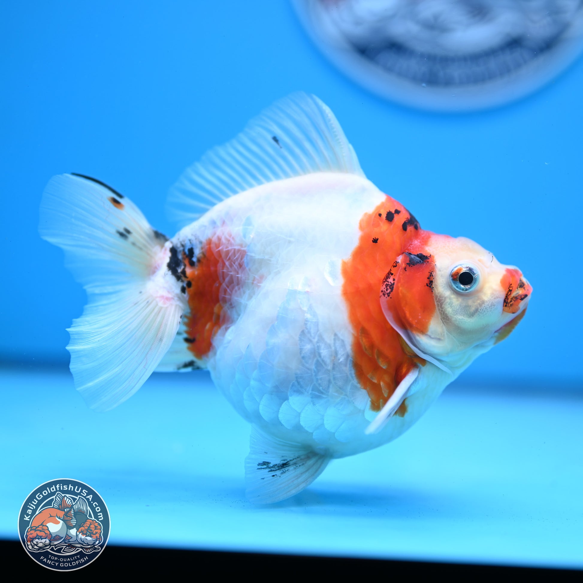 Tricolor Sakura Ryukin 4.5-5.5 inches (240927_RY03) - Kaiju Goldfish USA