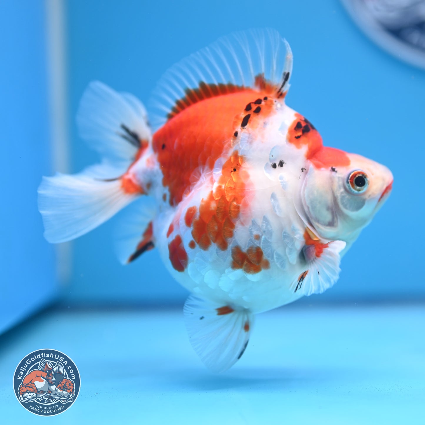 Tricolor Sakura Ryukin 4-5 inches (240920_RY03) - Kaiju Goldfish USA