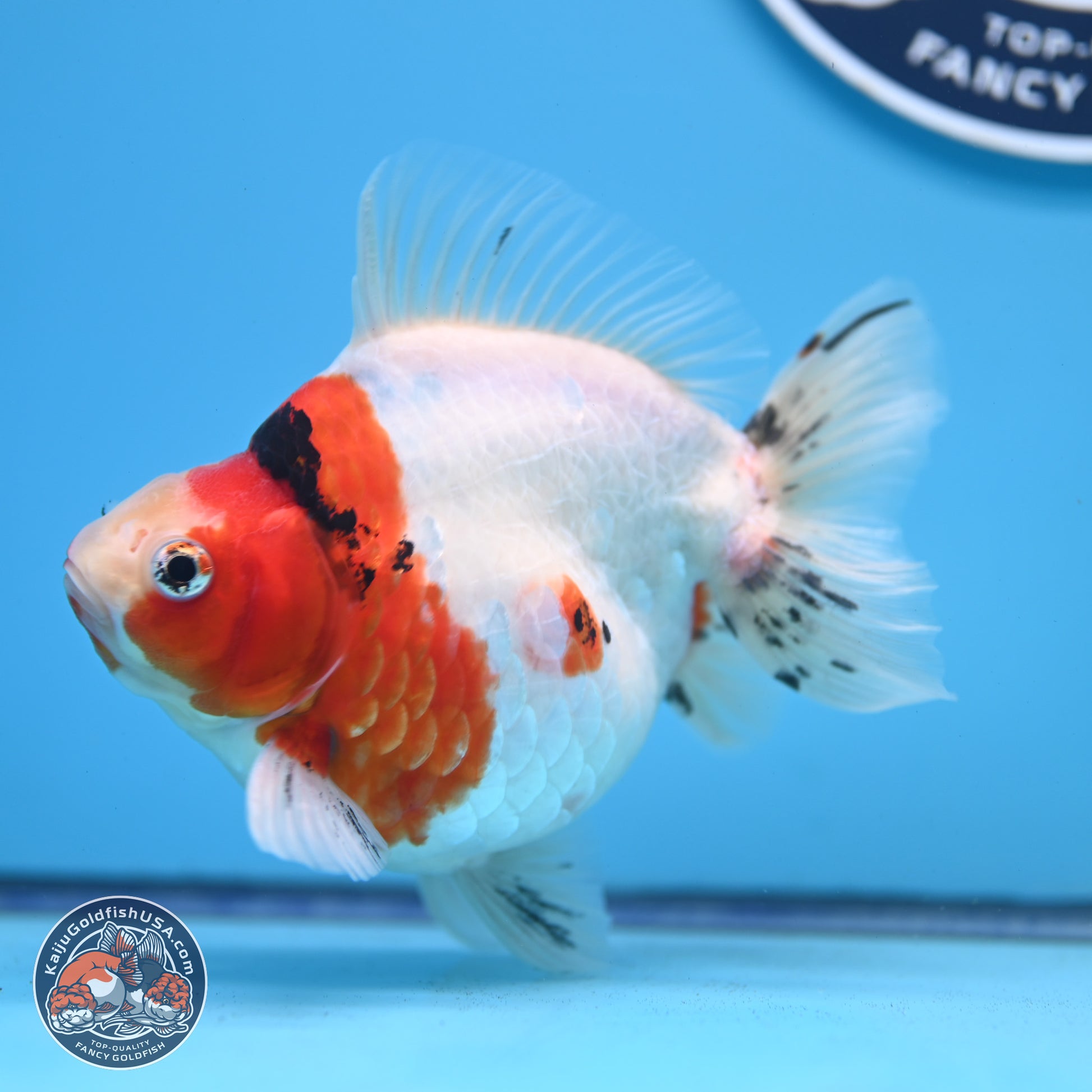 Tricolor Sakura Ryukin 4.5-5.5 inches (240927_RY03) - Kaiju Goldfish USA