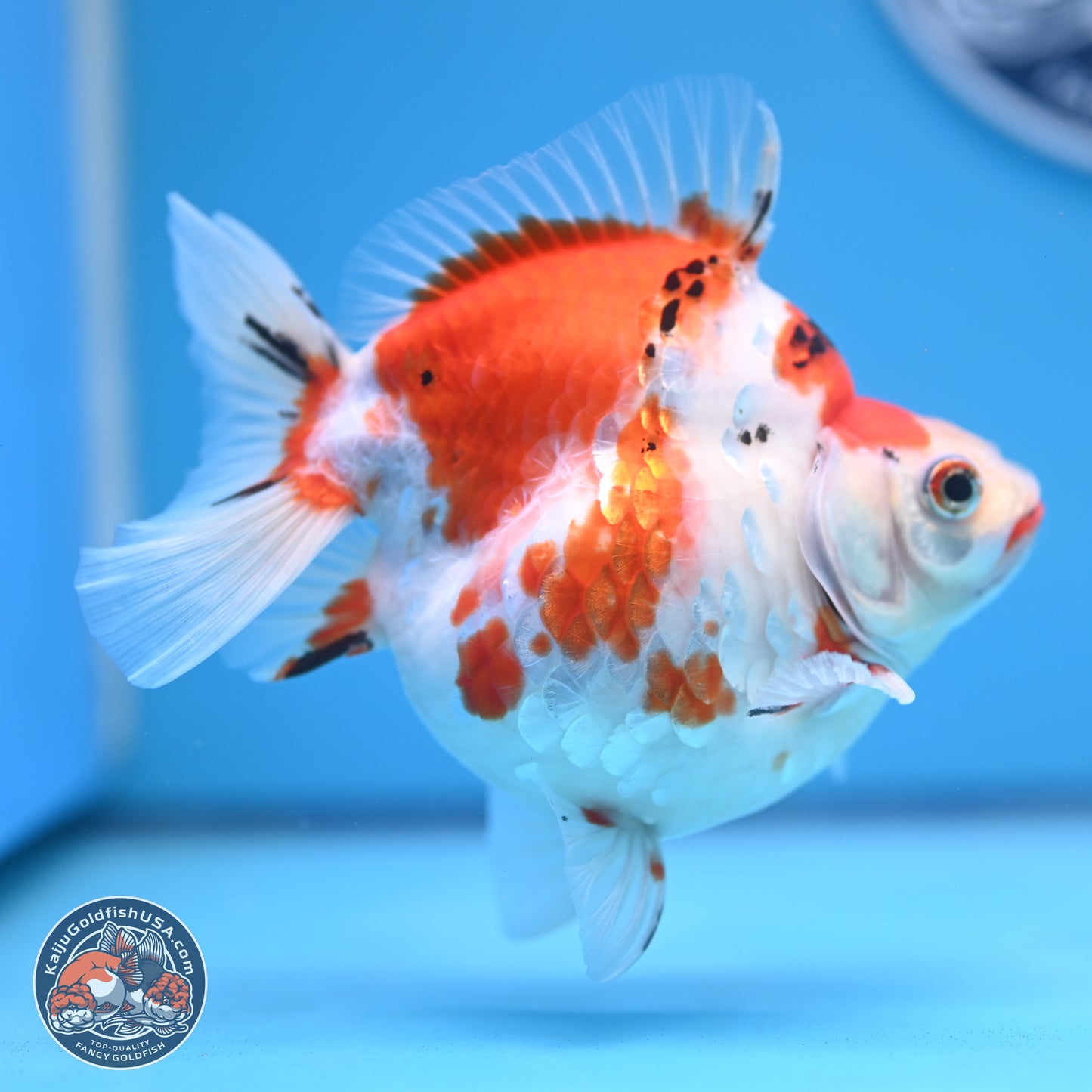 Tricolor Sakura Ryukin 4-5 inches (240920_RY03) - Kaiju Goldfish USA