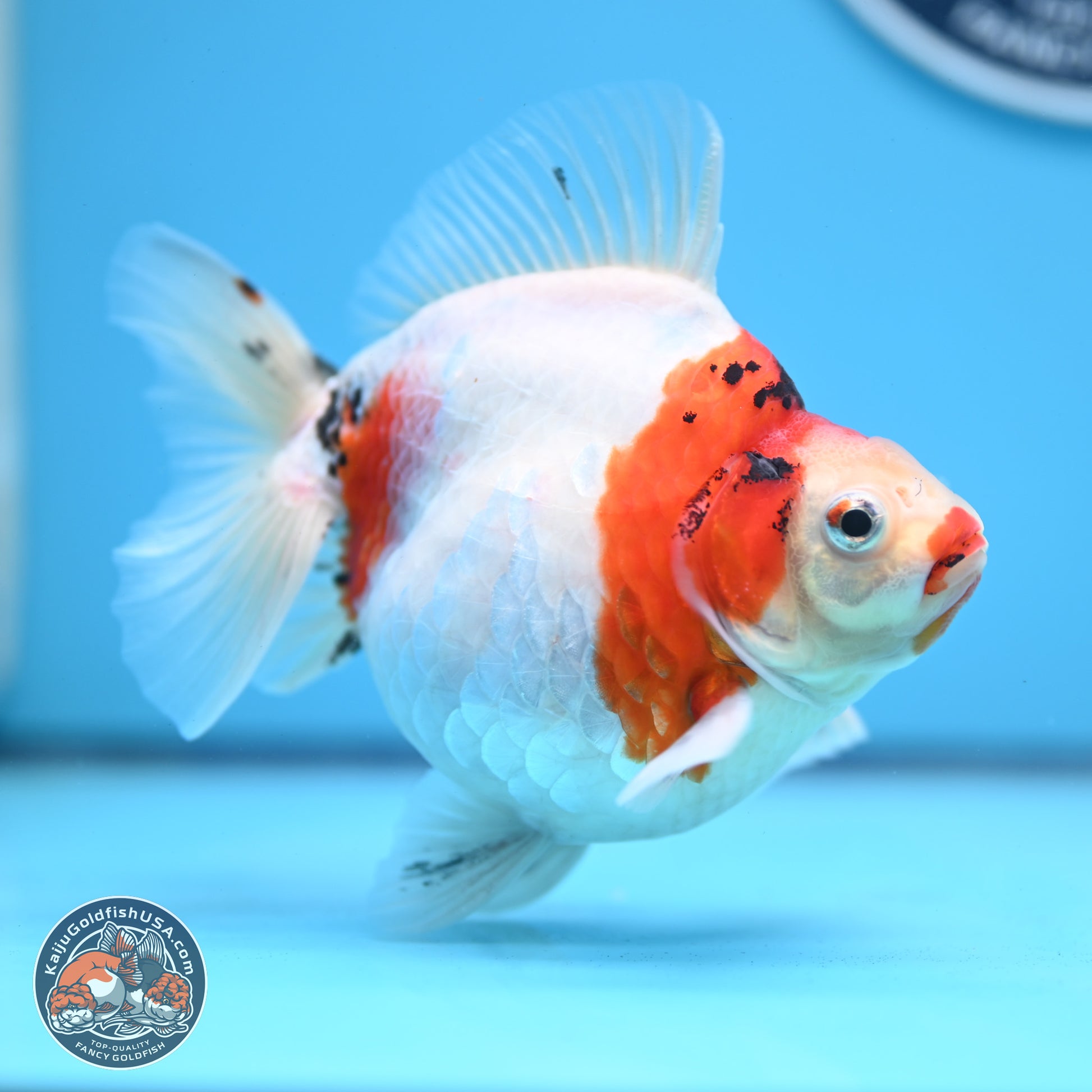 Tricolor Sakura Ryukin 4.5-5.5 inches (240927_RY03) - Kaiju Goldfish USA