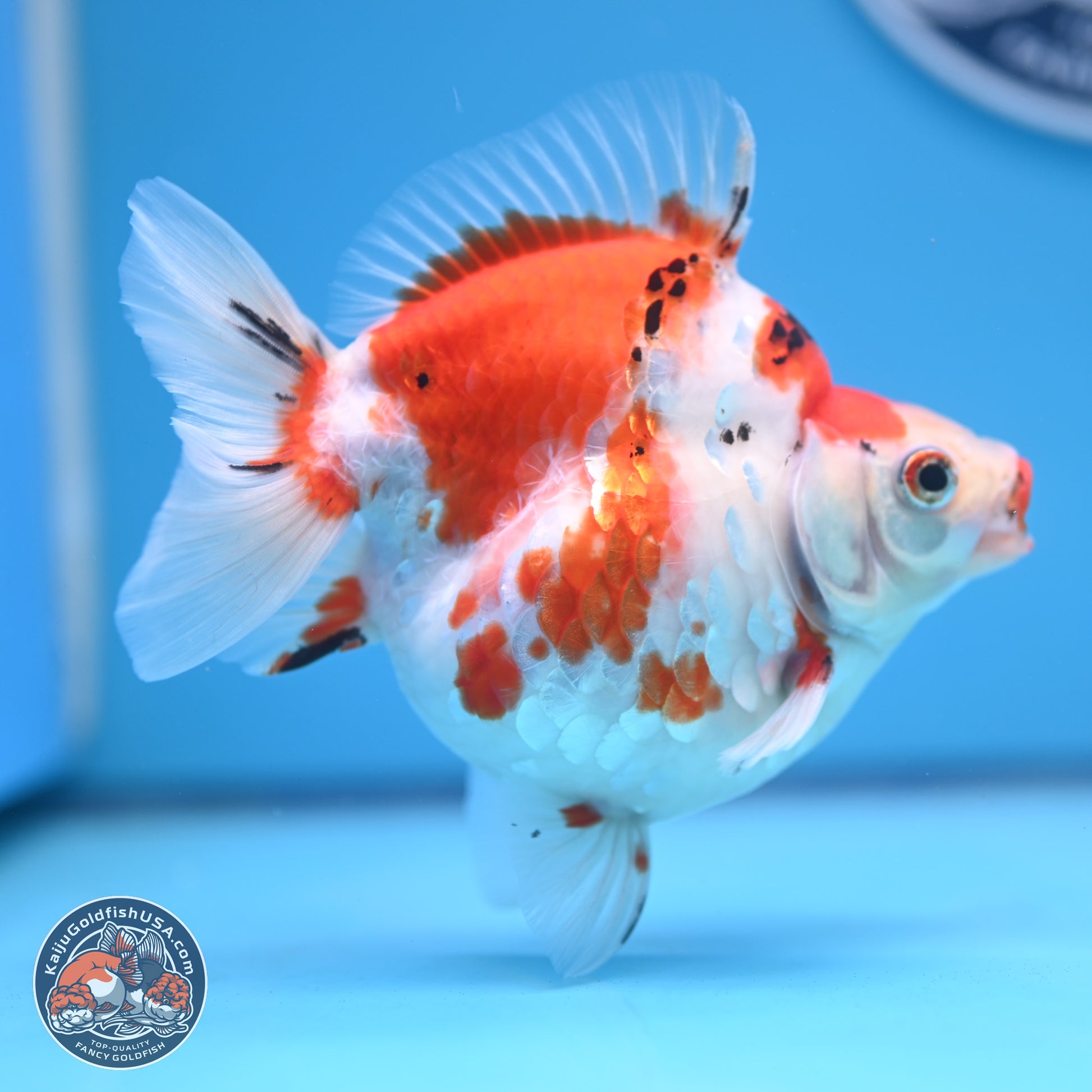 Tricolor Sakura Ryukin 4-5 inches (240920_RY03) - Kaiju Goldfish USA