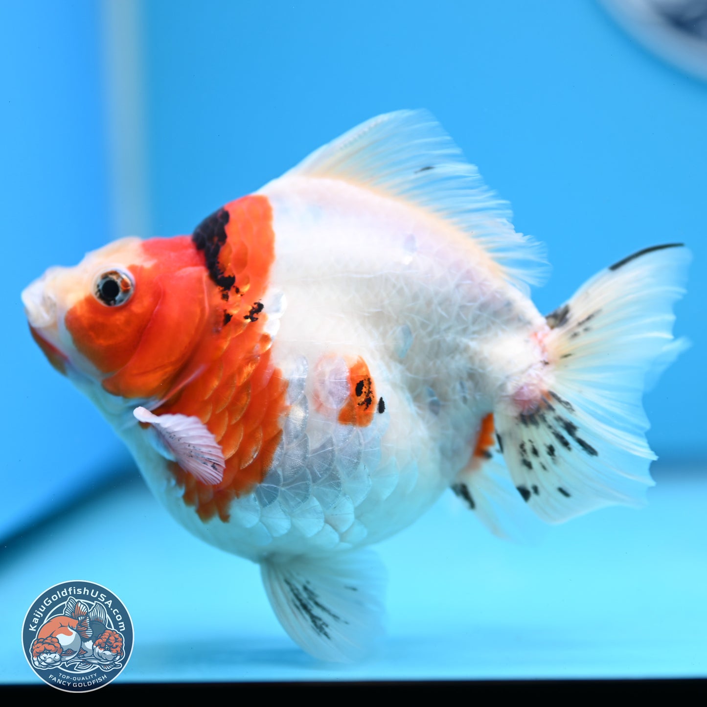 Tricolor Sakura Ryukin 4.5-5.5 inches (240927_RY03) - Kaiju Goldfish USA