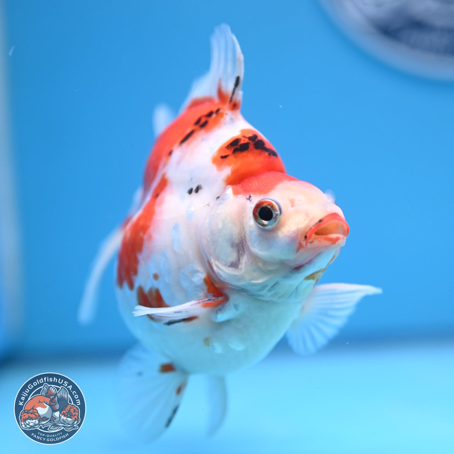 Tricolor Sakura Ryukin 4-5 inches (240920_RY03) - Kaiju Goldfish USA