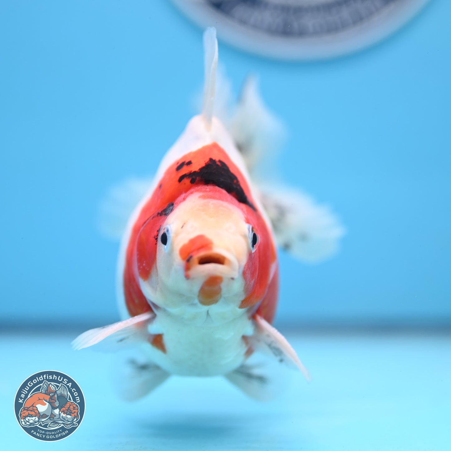 Tricolor Sakura Ryukin 4.5-5.5 inches (240927_RY03) - Kaiju Goldfish USA