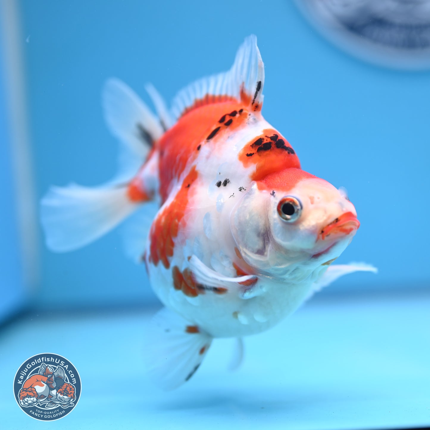 Tricolor Sakura Ryukin 4-5 inches (240920_RY03) - Kaiju Goldfish USA