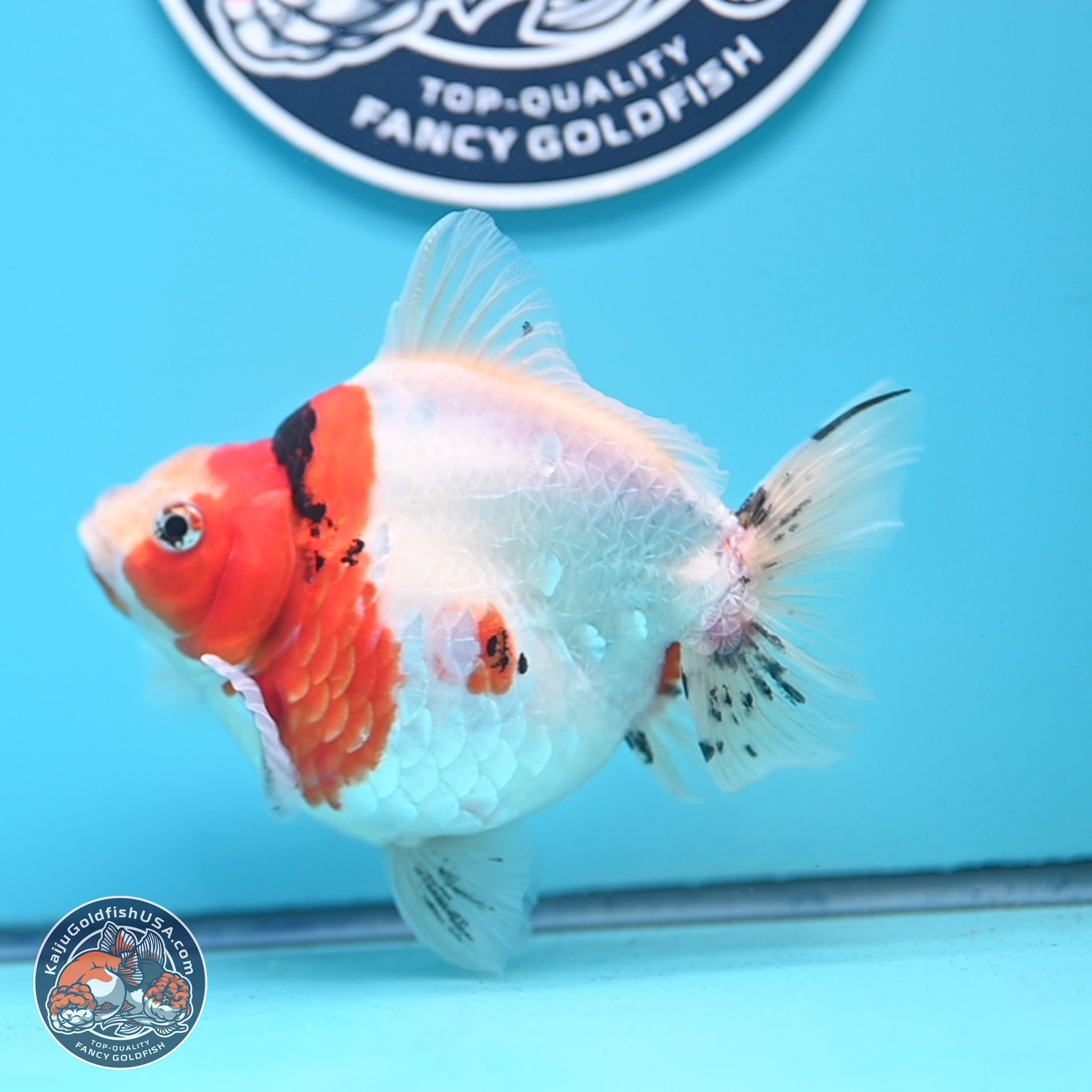 Tricolor Sakura Ryukin 4.5-5.5 inches (240927_RY03) - Kaiju Goldfish USA