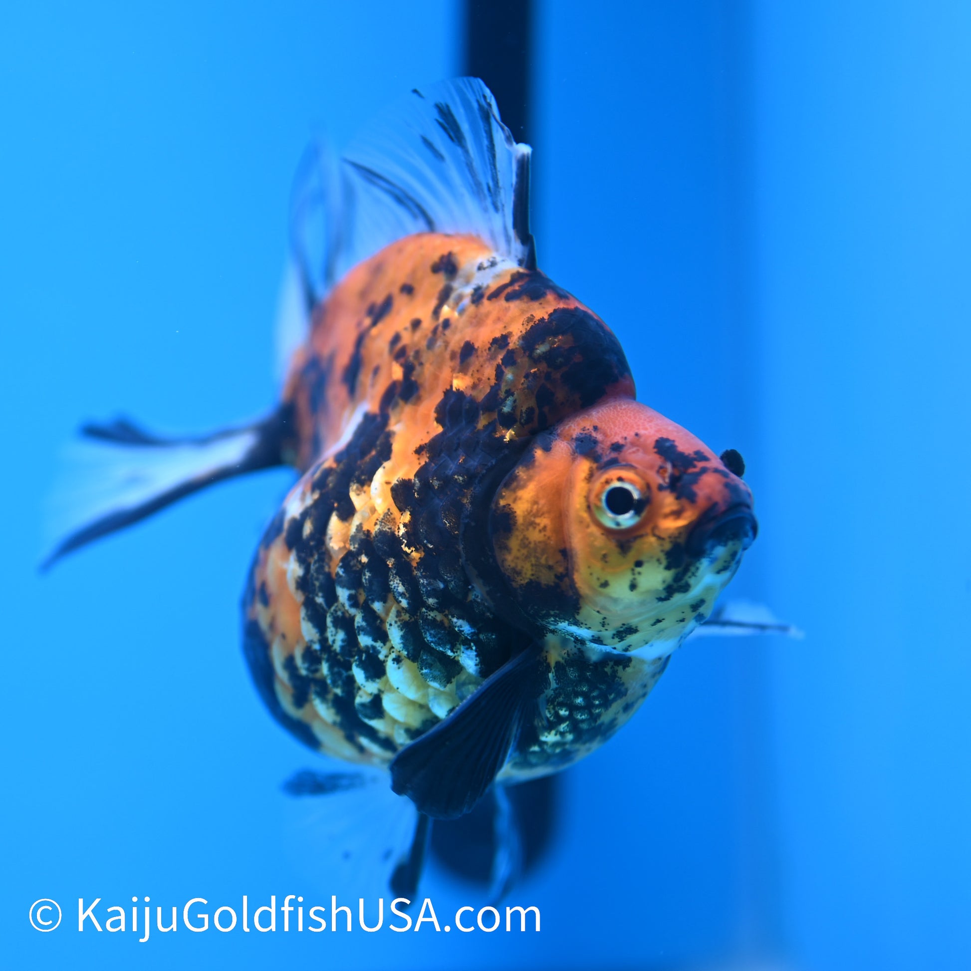 Jumbo Tiger Ryukin 5-5.5 inches (240301_RY03) - Kaiju Goldfish USA