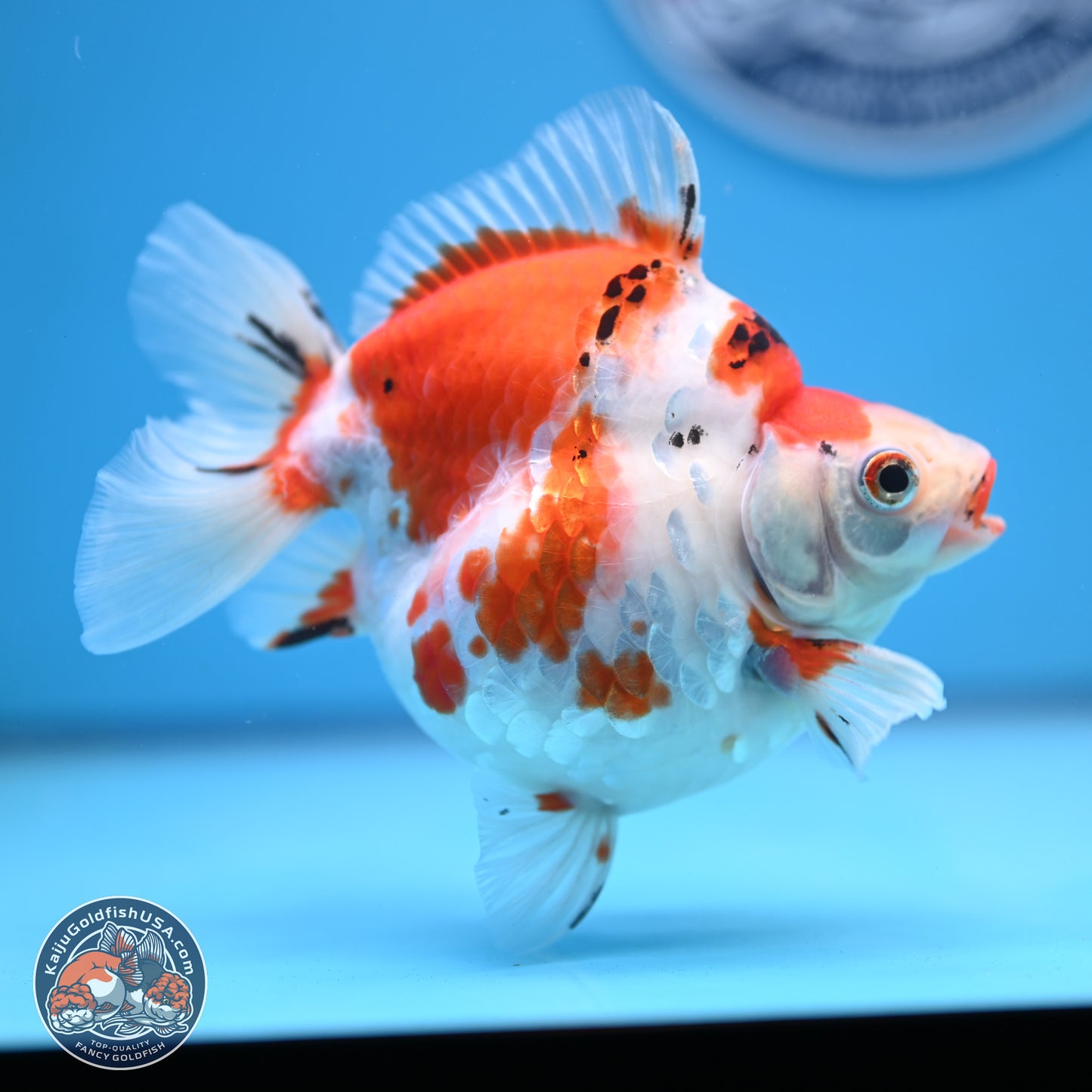 Tricolor Sakura Ryukin 4-5 inches (240920_RY03) - Kaiju Goldfish USA