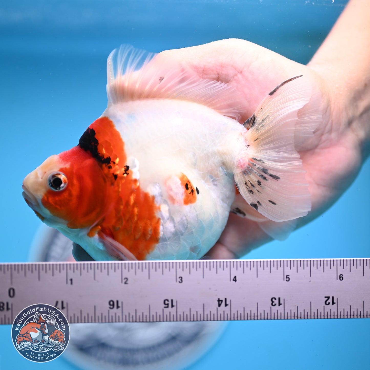 Tricolor Sakura Ryukin 4.5-5.5 inches (240927_RY03) - Kaiju Goldfish USA