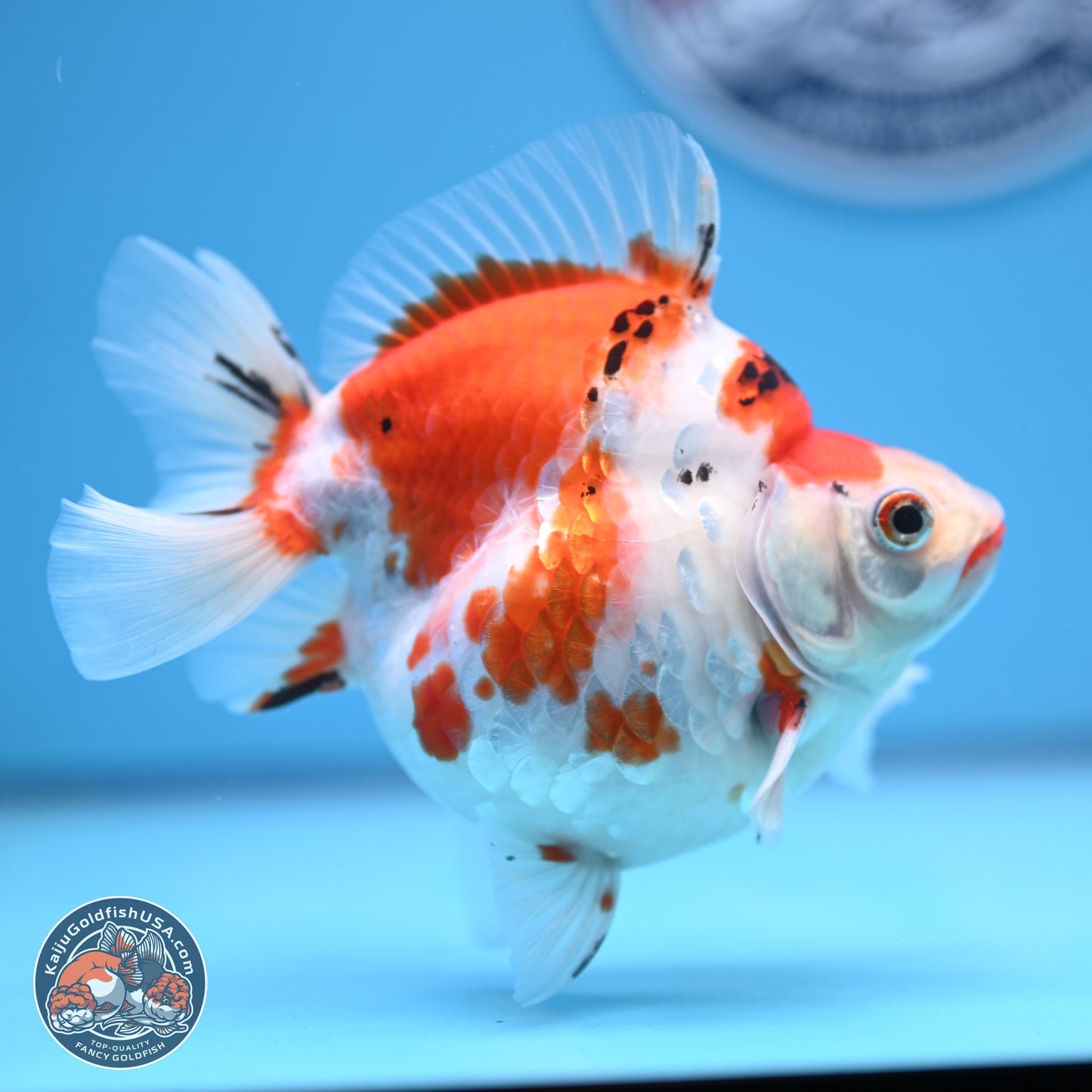 Tricolor Sakura Ryukin 4-5 inches (240920_RY03) - Kaiju Goldfish USA