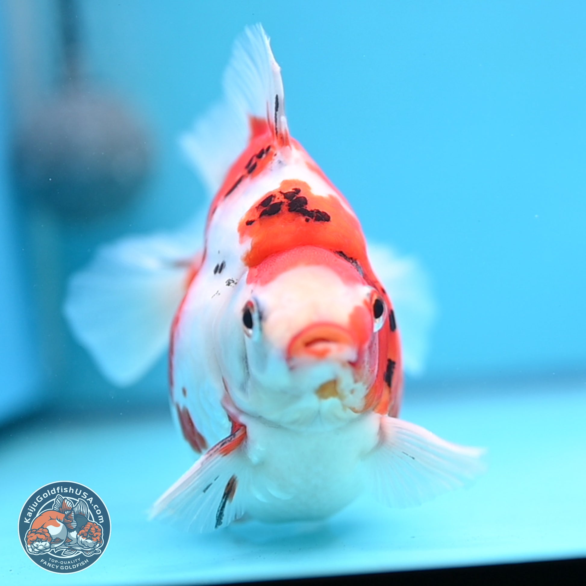 Tricolor Sakura Ryukin 4-5 inches (240920_RY03) - Kaiju Goldfish USA