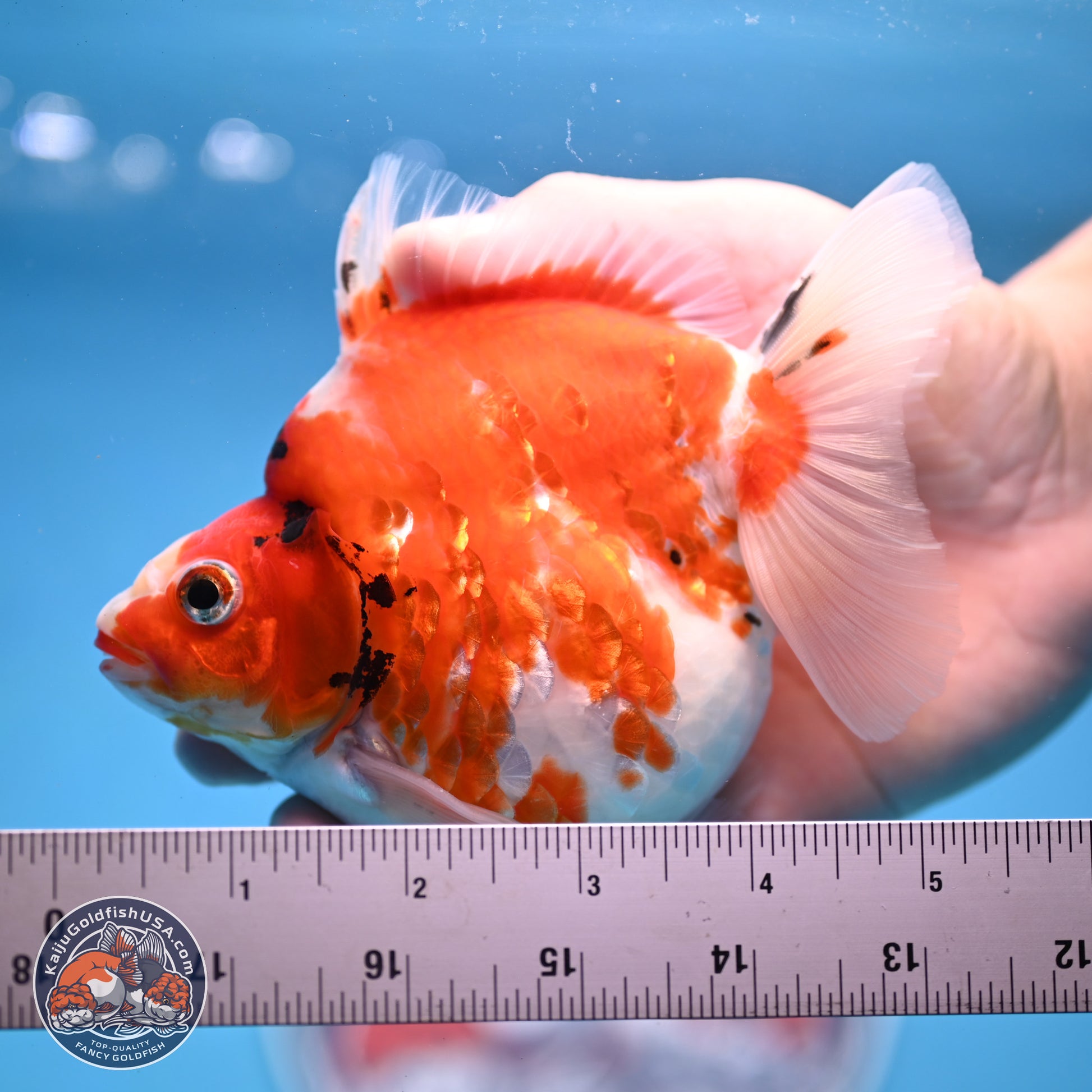 Tricolor Sakura Ryukin 4-5 inches (240920_RY03) - Kaiju Goldfish USA