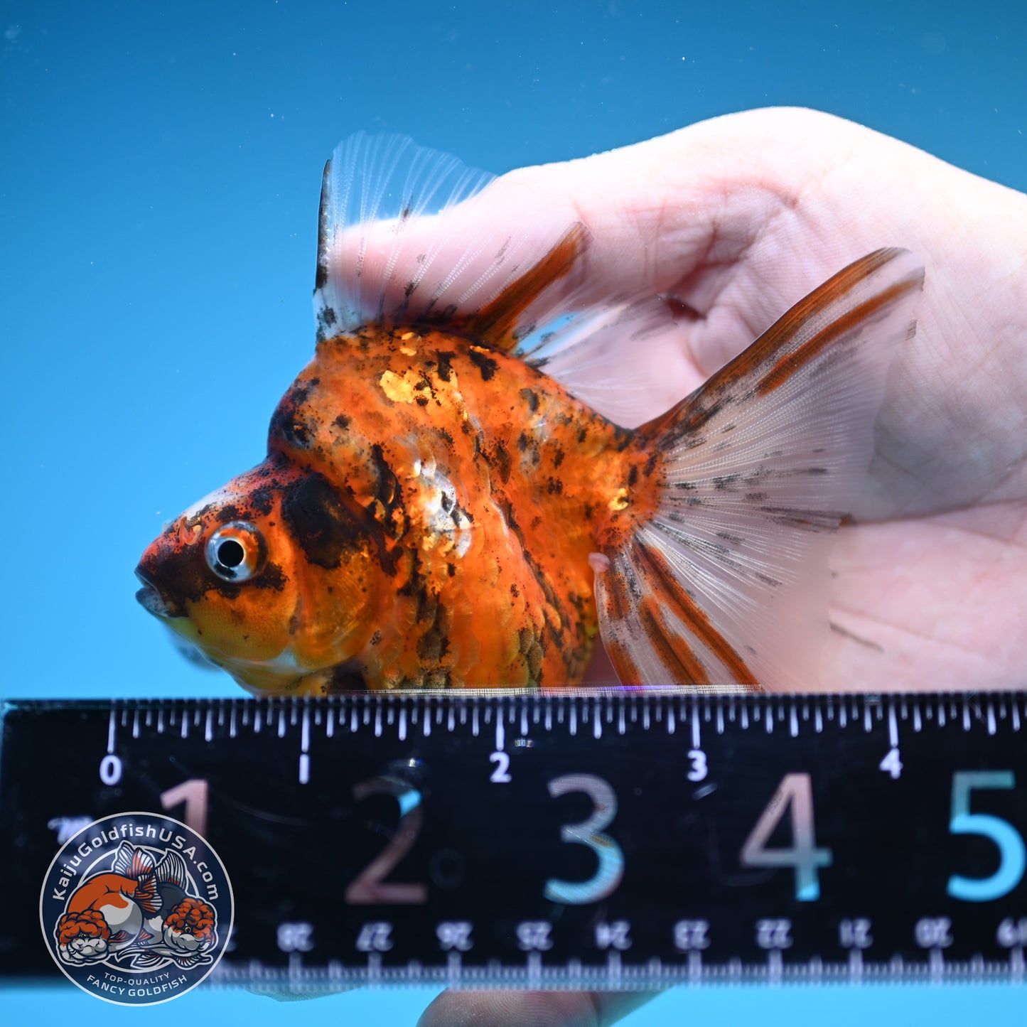 Broad Tail Tiger Ryukin 3 inch Body (250822_RY03)
