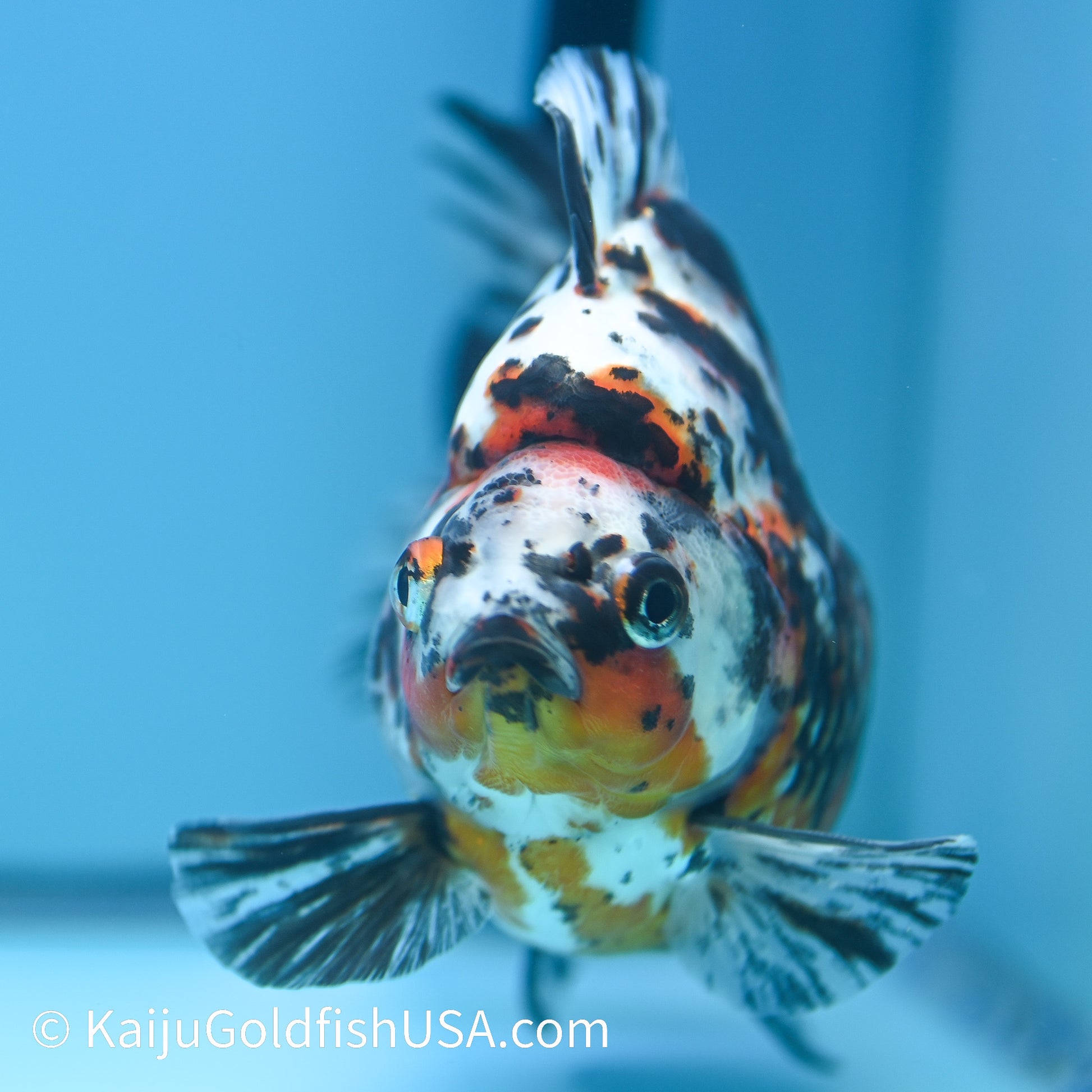 Jumbo Calico Ryukin 5.5-6 inches (240329_RY03) - Kaiju Goldfish USA