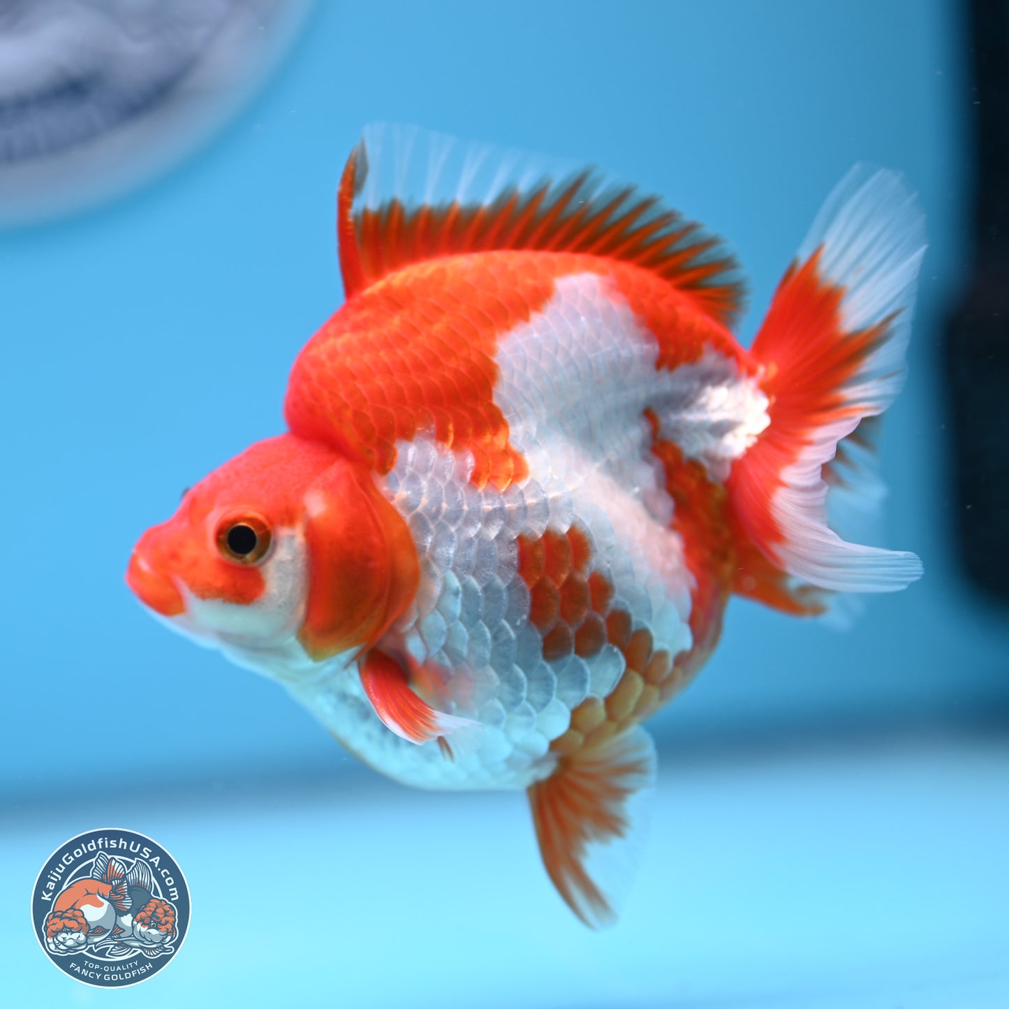 Red White Ryukin 3.5in Body (240816_RY03) - Kaiju Goldfish USA