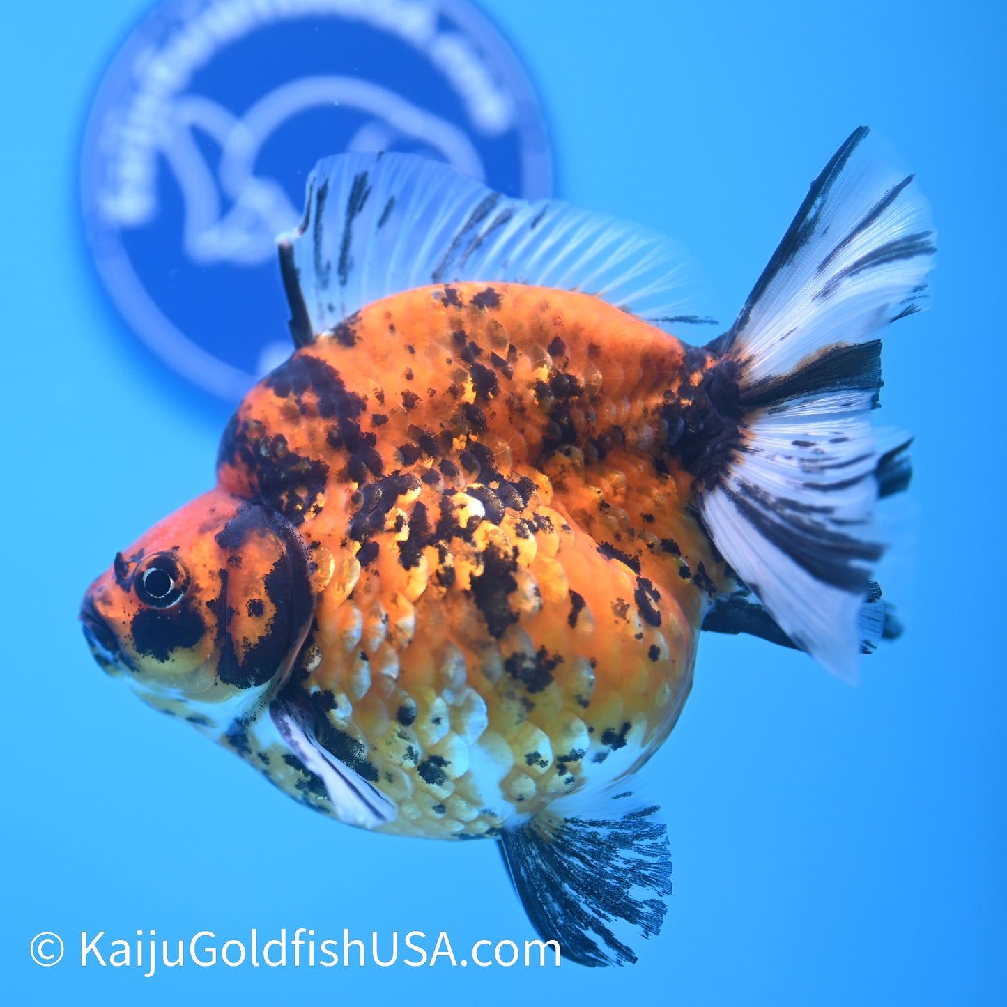 Jumbo Tiger Ryukin 5-5.5 inches (240301_RY03) - Kaiju Goldfish USA