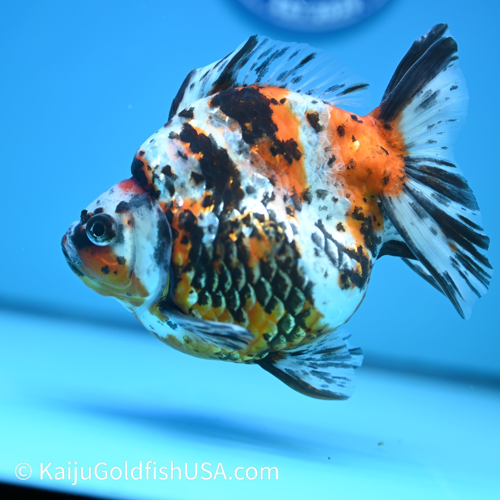 Jumbo Calico Ryukin 5.5-6 inches (240329_RY03) - Kaiju Goldfish USA