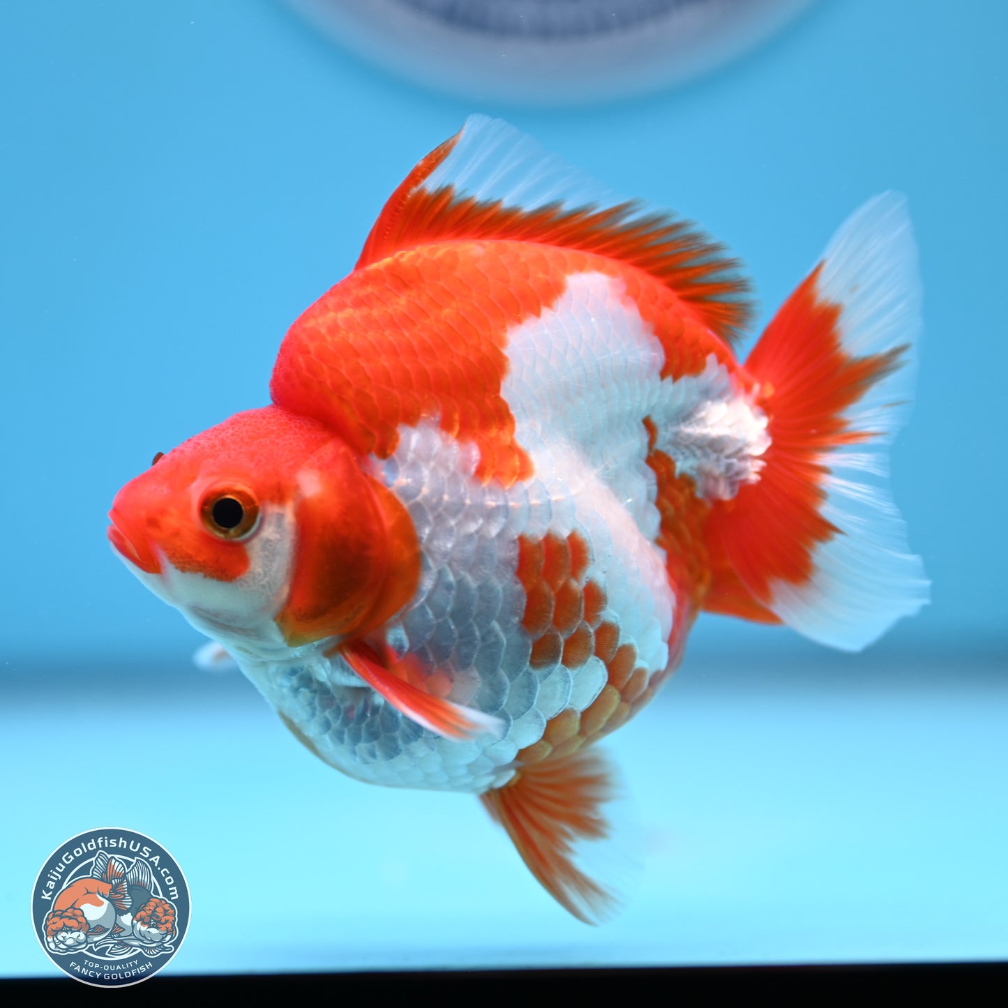 Red White Ryukin 3.5in Body (240816_RY03) - Kaiju Goldfish USA