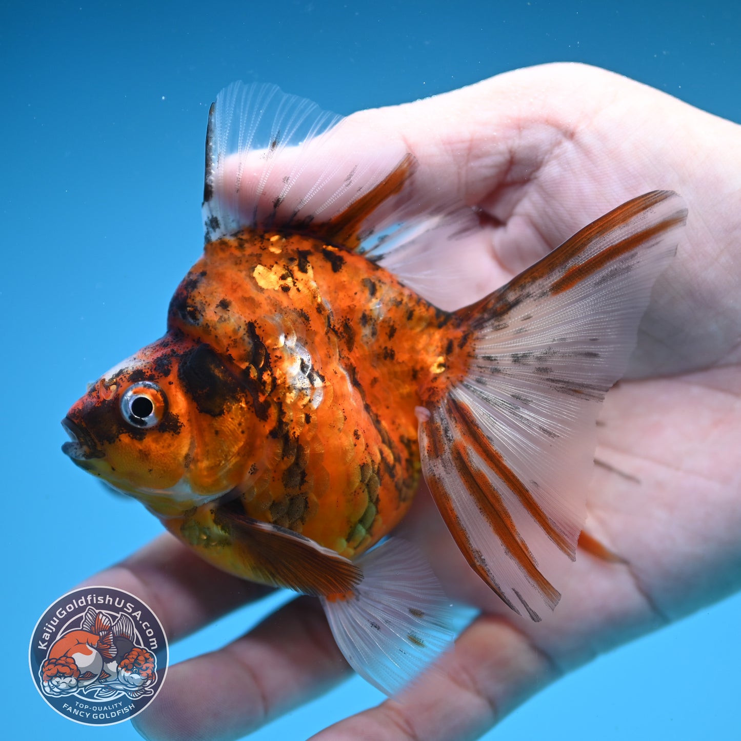Broad Tail Tiger Ryukin 3 inch Body (250822_RY03)