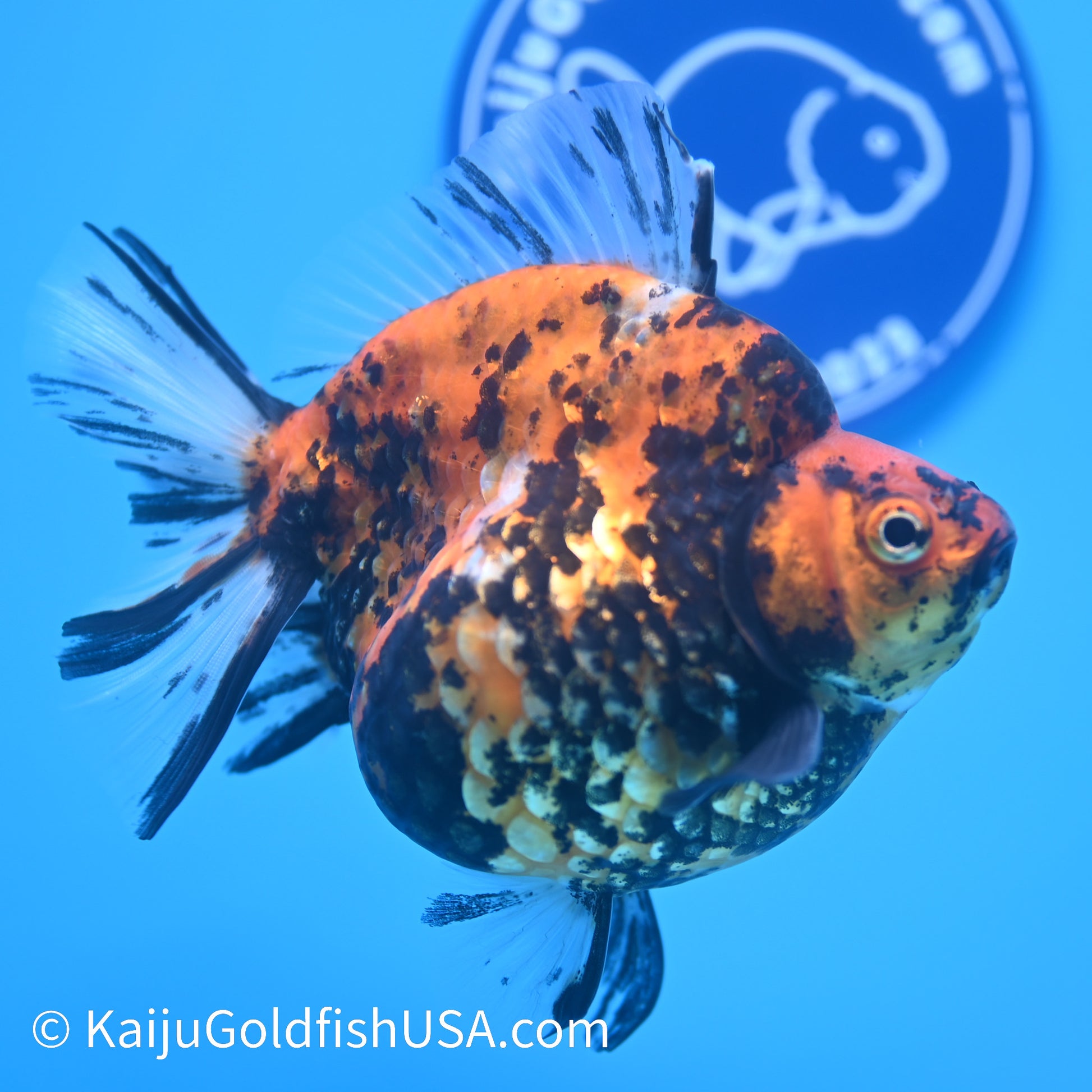 Jumbo Tiger Ryukin 5-5.5 inches (240301_RY03) - Kaiju Goldfish USA