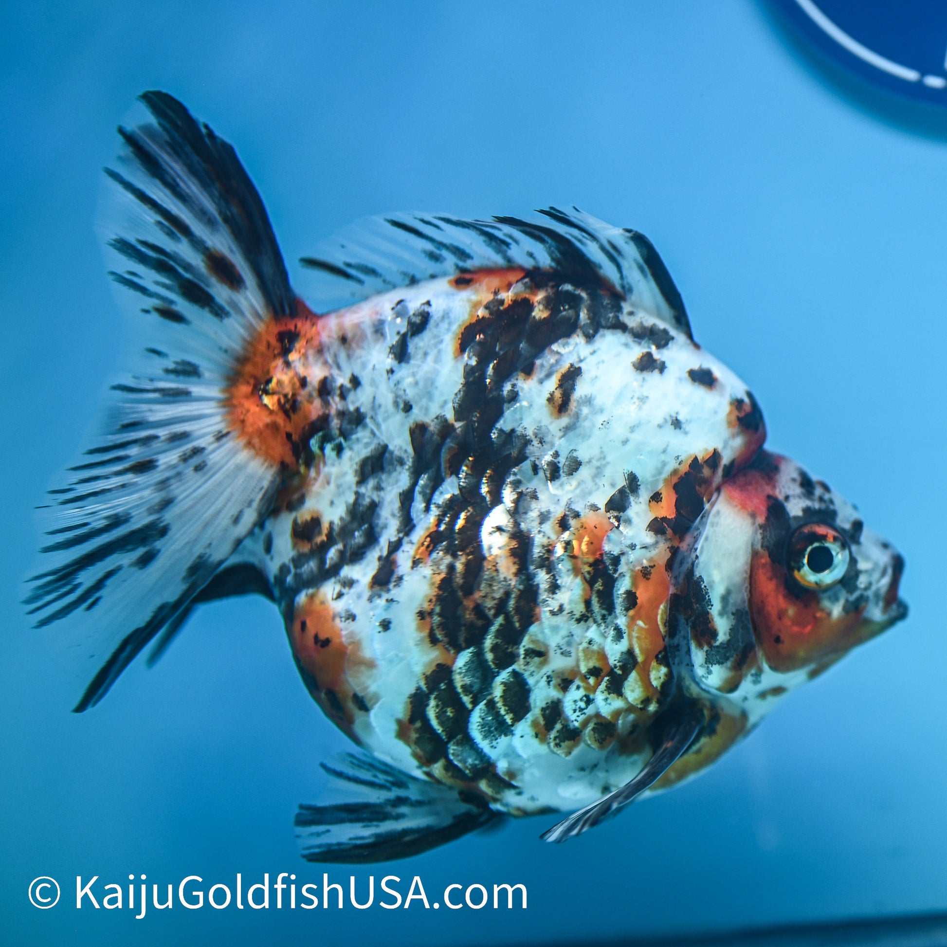 Jumbo Calico Ryukin 5.5-6 inches (240329_RY03) - Kaiju Goldfish USA