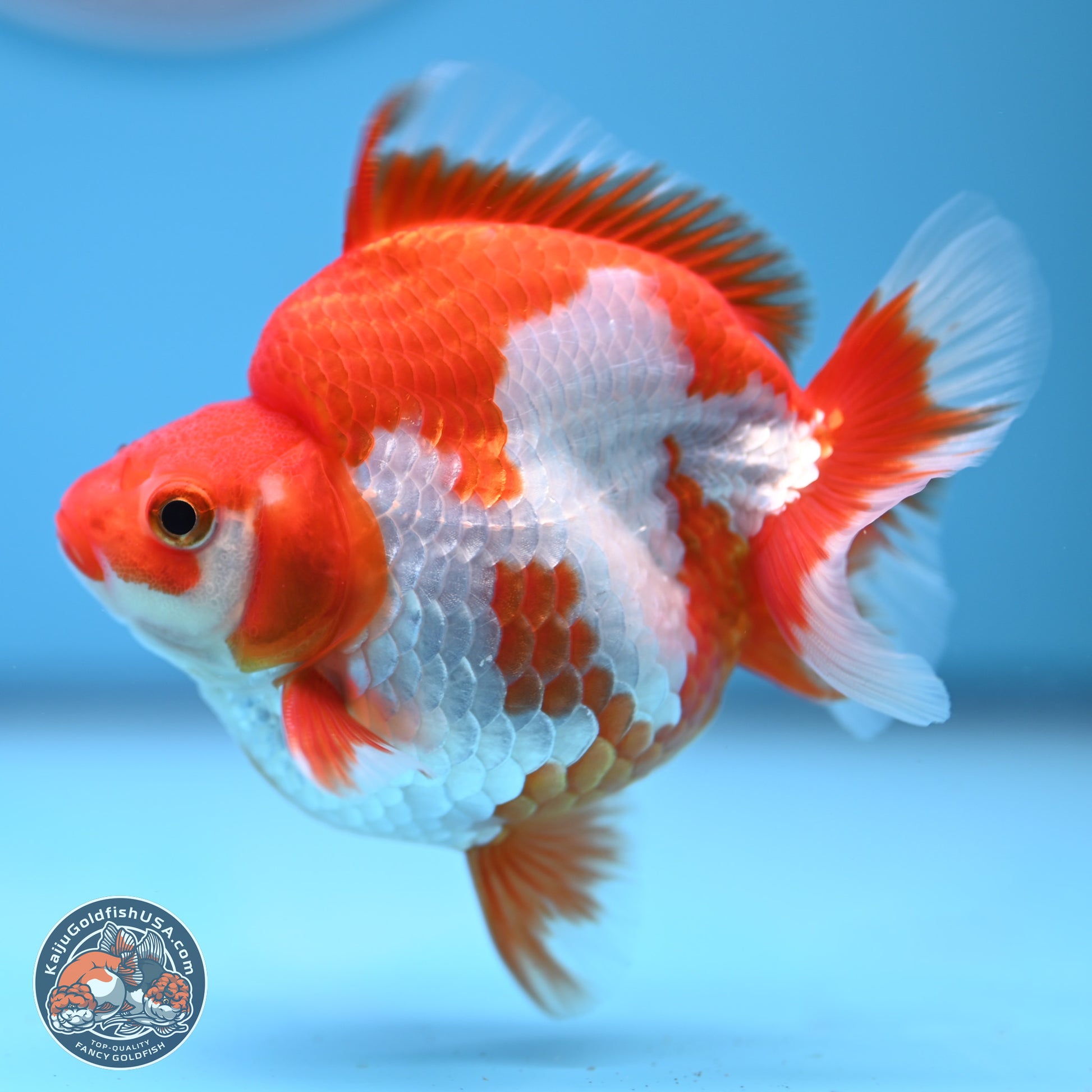 Red White Ryukin 3.5in Body (240816_RY03) - Kaiju Goldfish USA