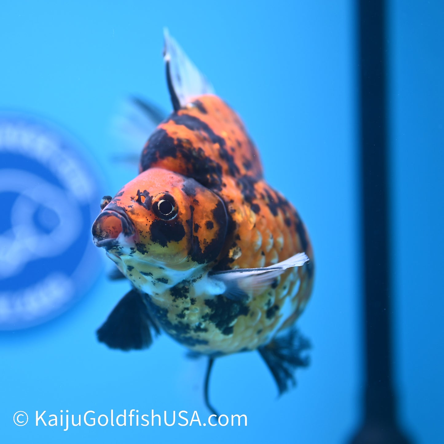 Jumbo Tiger Ryukin 5-5.5 inches (240301_RY03) - Kaiju Goldfish USA