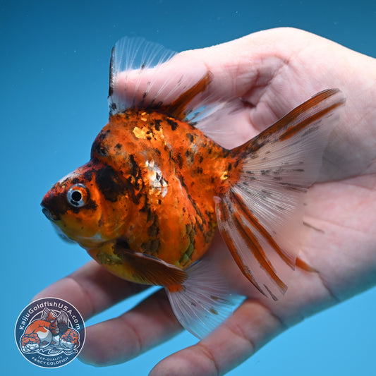 Broad Tail Tiger Ryukin 3 inch Body (250822_RY03)