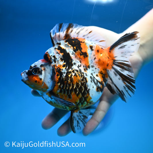 Jumbo Calico Ryukin 5.5-6 inches (240329_RY03) - Kaiju Goldfish USA