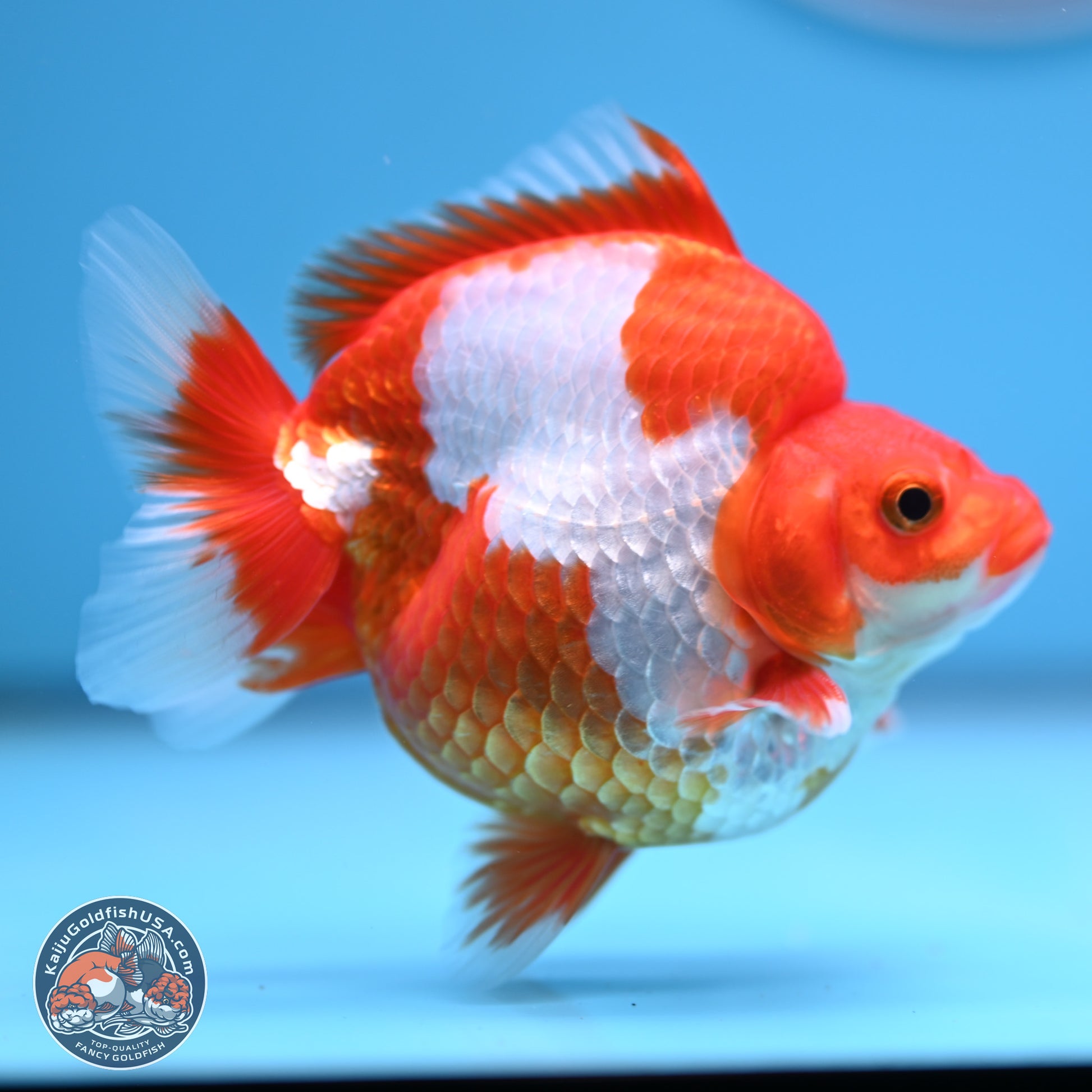 Red White Ryukin 3.5in Body (240816_RY03) - Kaiju Goldfish USA