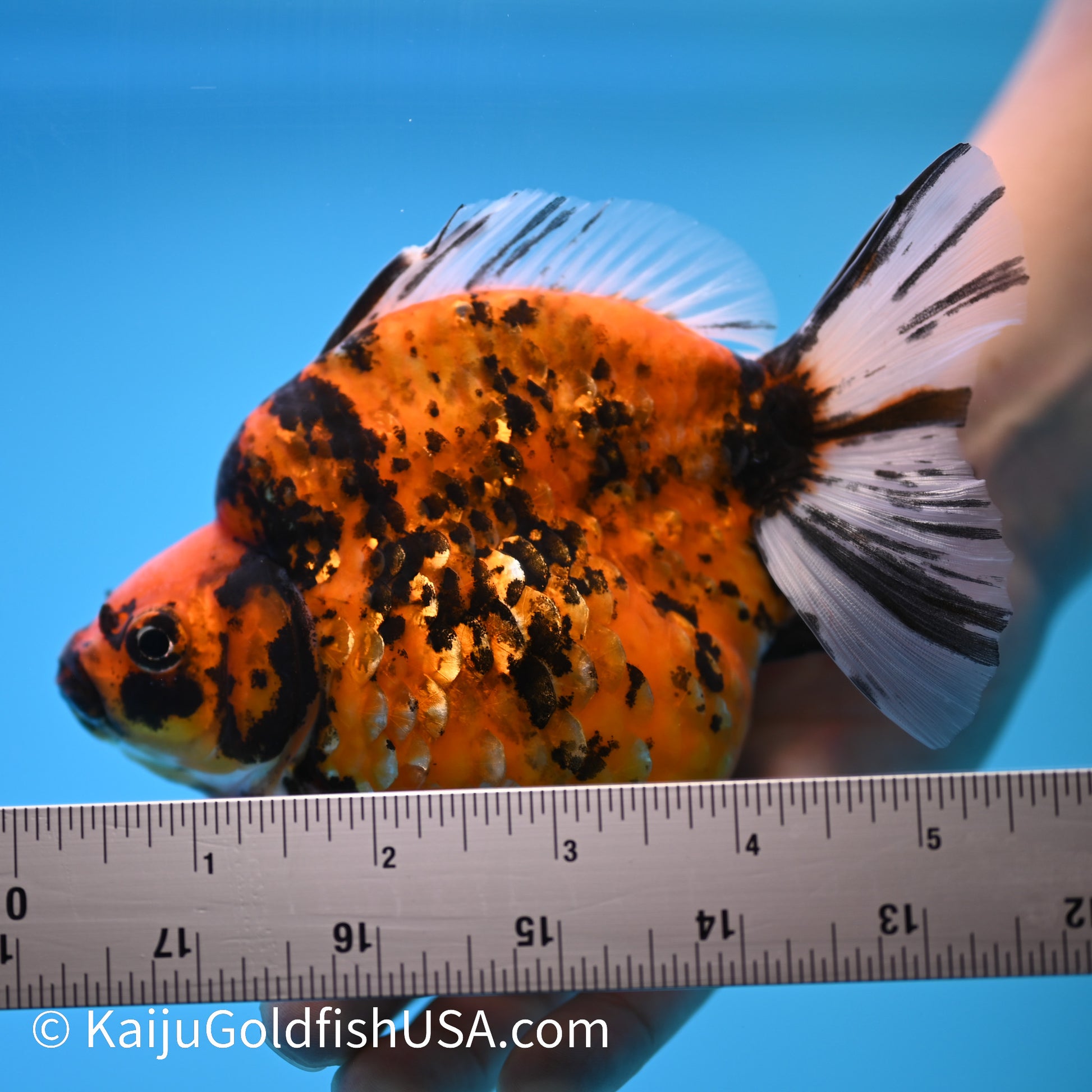 Jumbo Tiger Ryukin 5-5.5 inches (240301_RY03) - Kaiju Goldfish USA