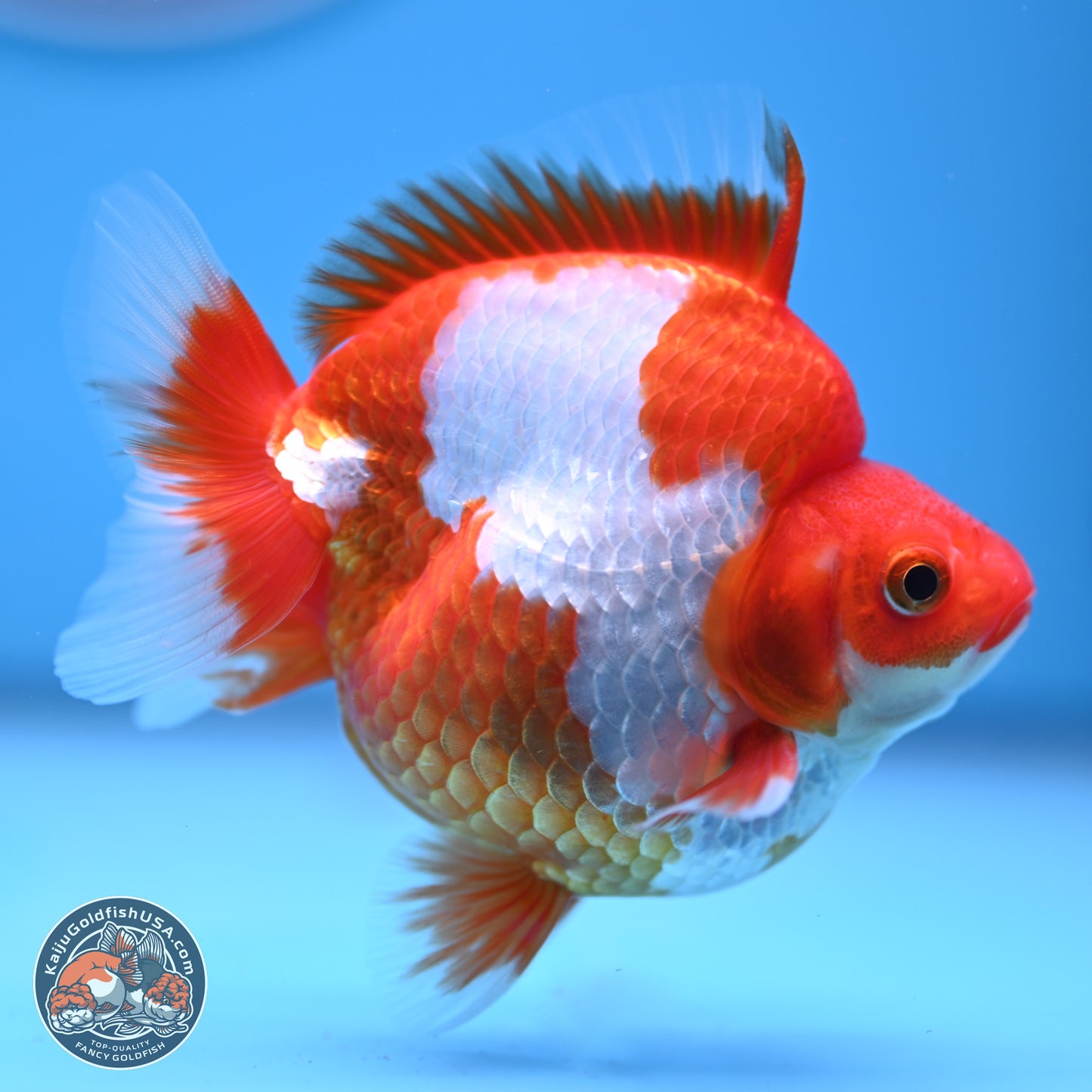 Red White Ryukin 3.5in Body (240816_RY03) - Kaiju Goldfish USA