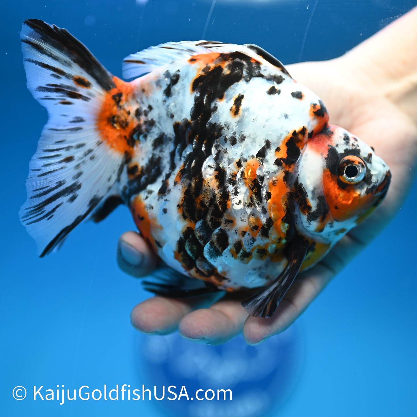 Jumbo Calico Ryukin 5.5-6 inches (240329_RY03) - Kaiju Goldfish USA