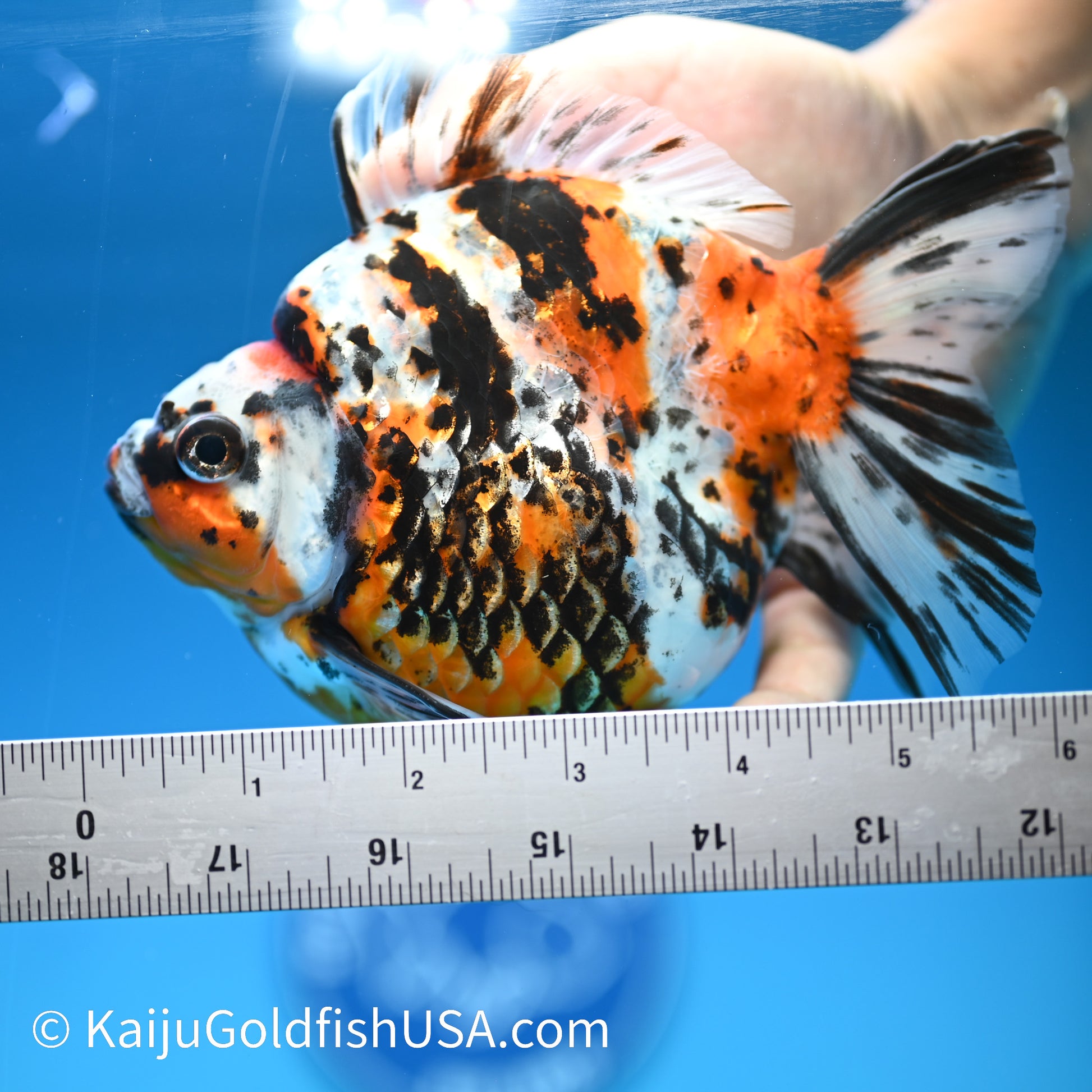 Jumbo Calico Ryukin 5.5-6 inches (240329_RY03) - Kaiju Goldfish USA