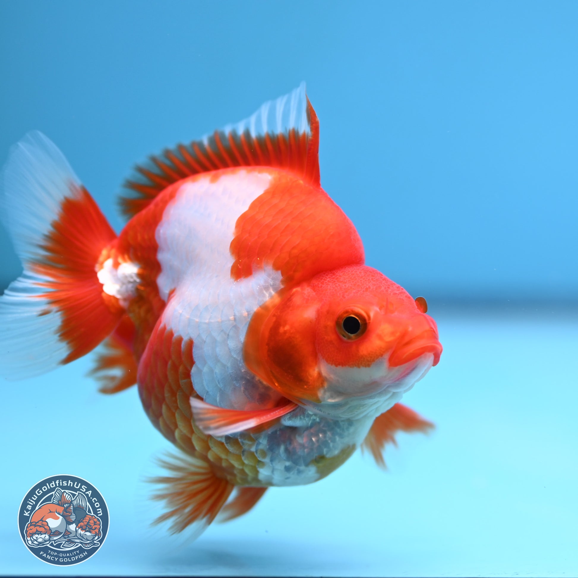 Red White Ryukin 3.5in Body (240816_RY03) - Kaiju Goldfish USA