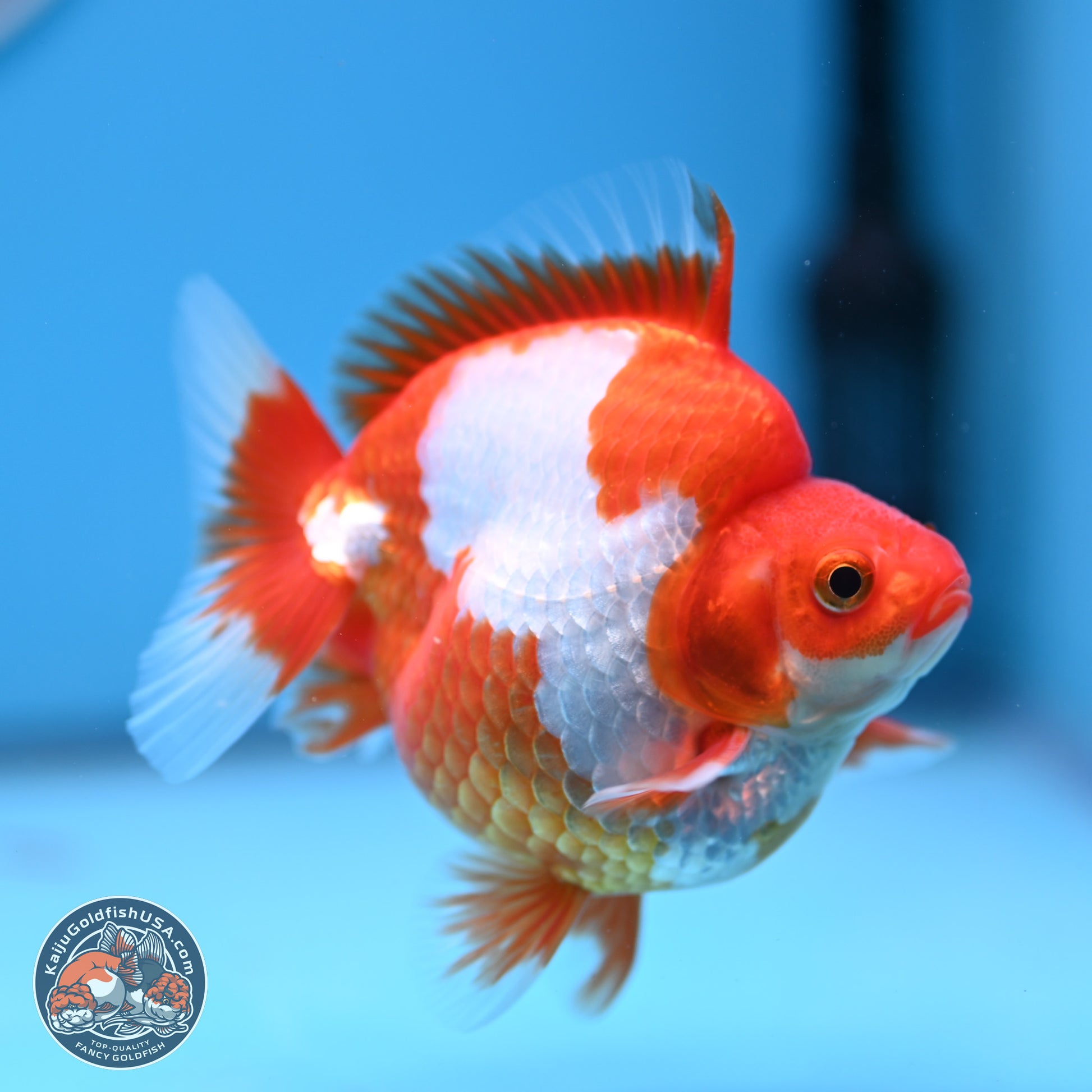 Red White Ryukin 3.5in Body (240816_RY03) - Kaiju Goldfish USA