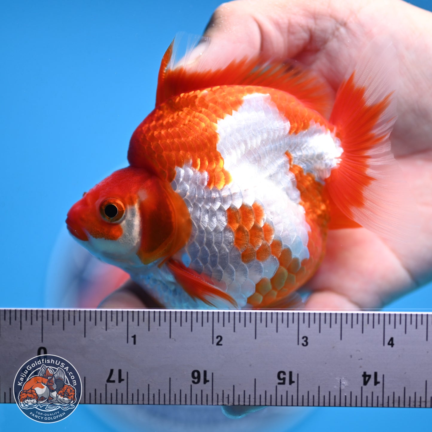 Red White Ryukin 3.5in Body (240816_RY03) - Kaiju Goldfish USA