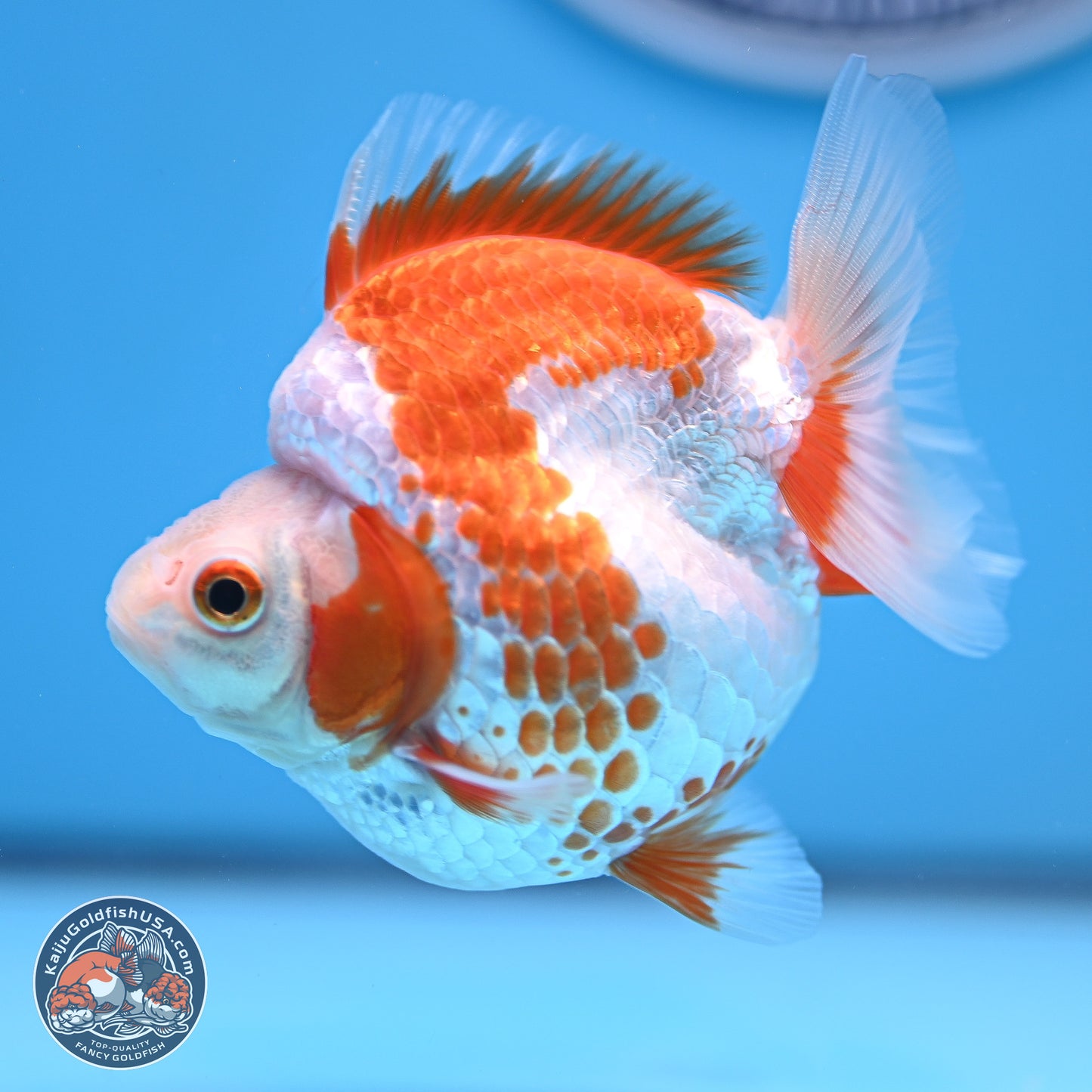 Red White Ryukin 3.25in Body (240816_RY04) - Kaiju Goldfish USA