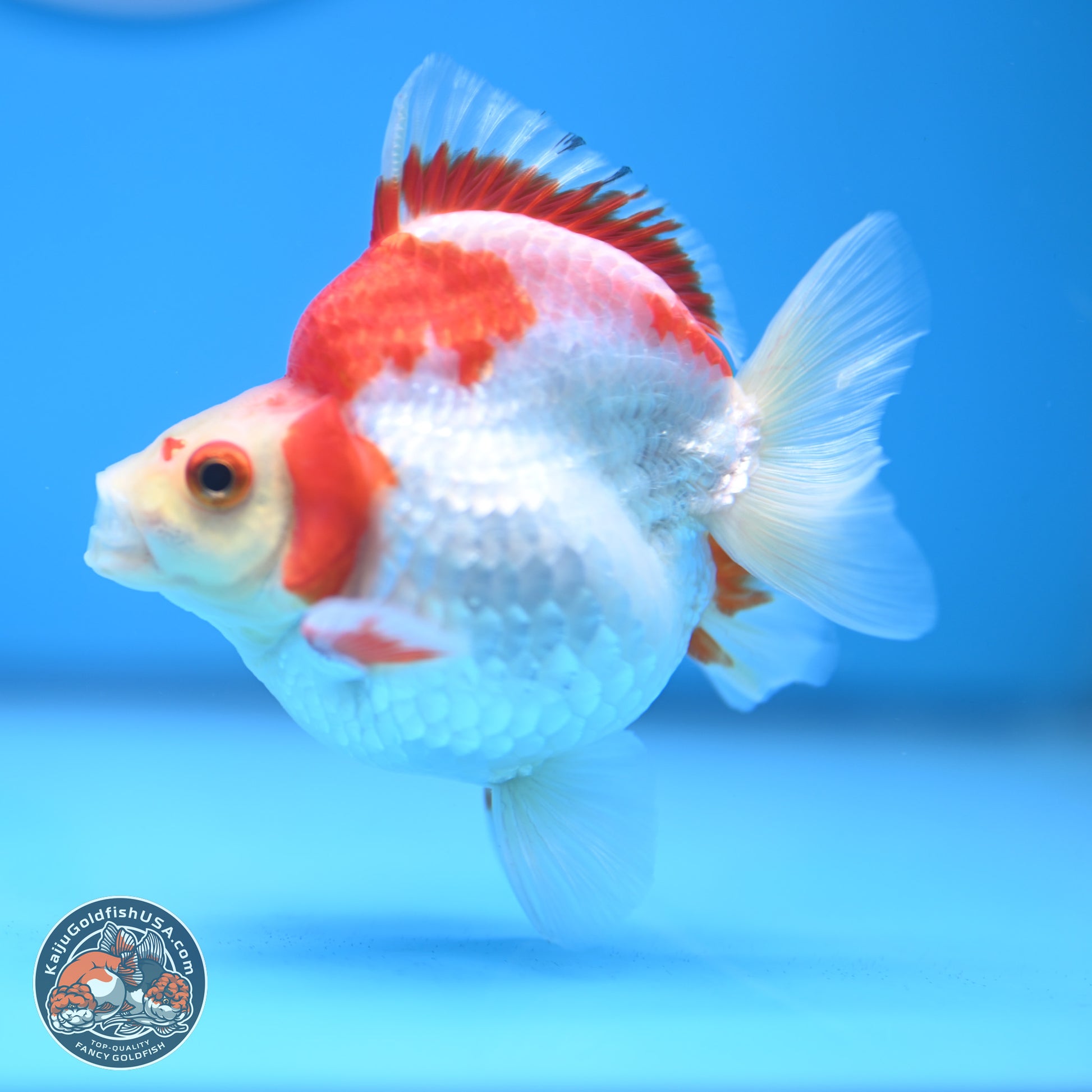 Red White Ryukin 3.5 inches Body - Female (250103_RY04) - Kaiju Goldfish USA