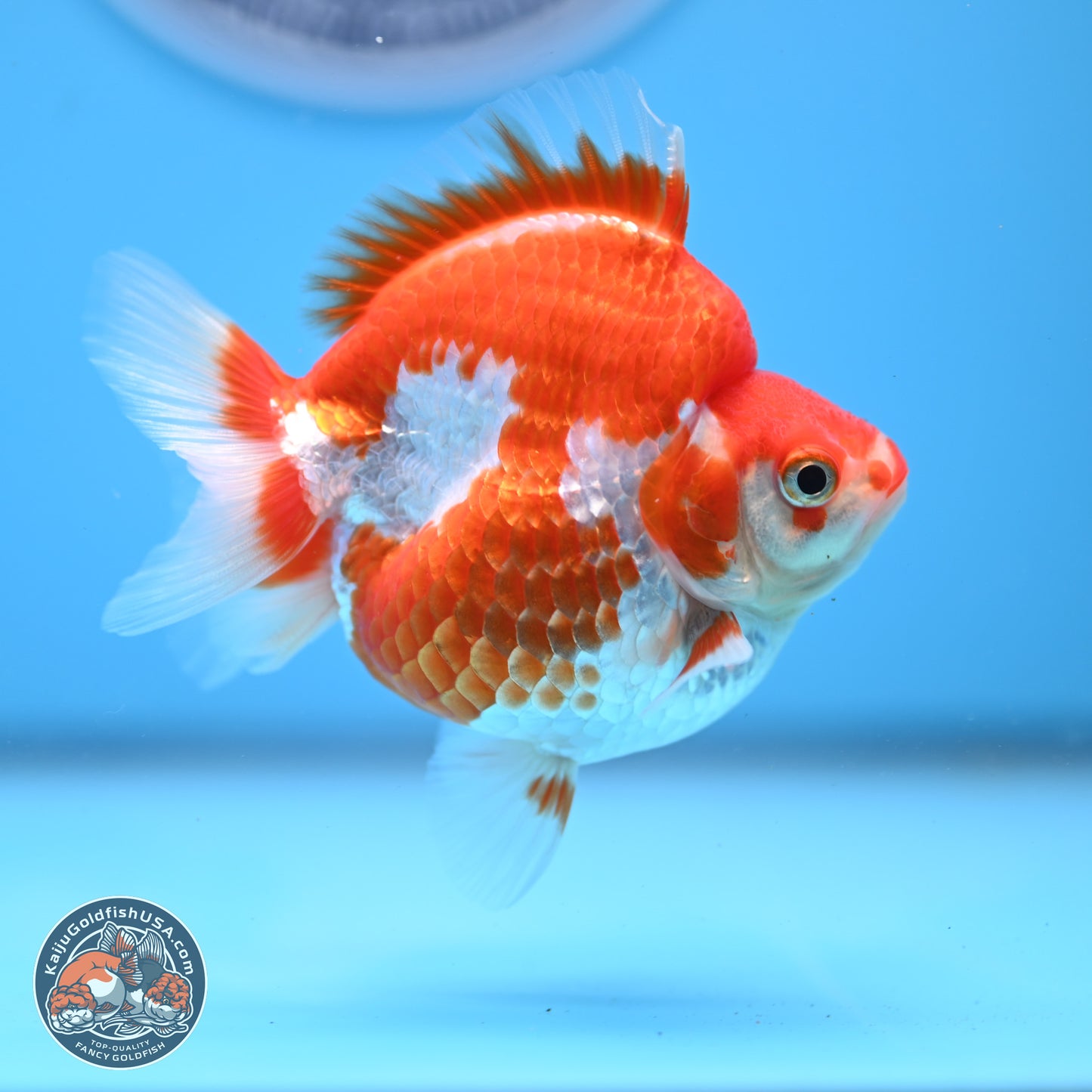 Red White Ryukin 3.5in Body (240823_RY04) - Kaiju Goldfish USA