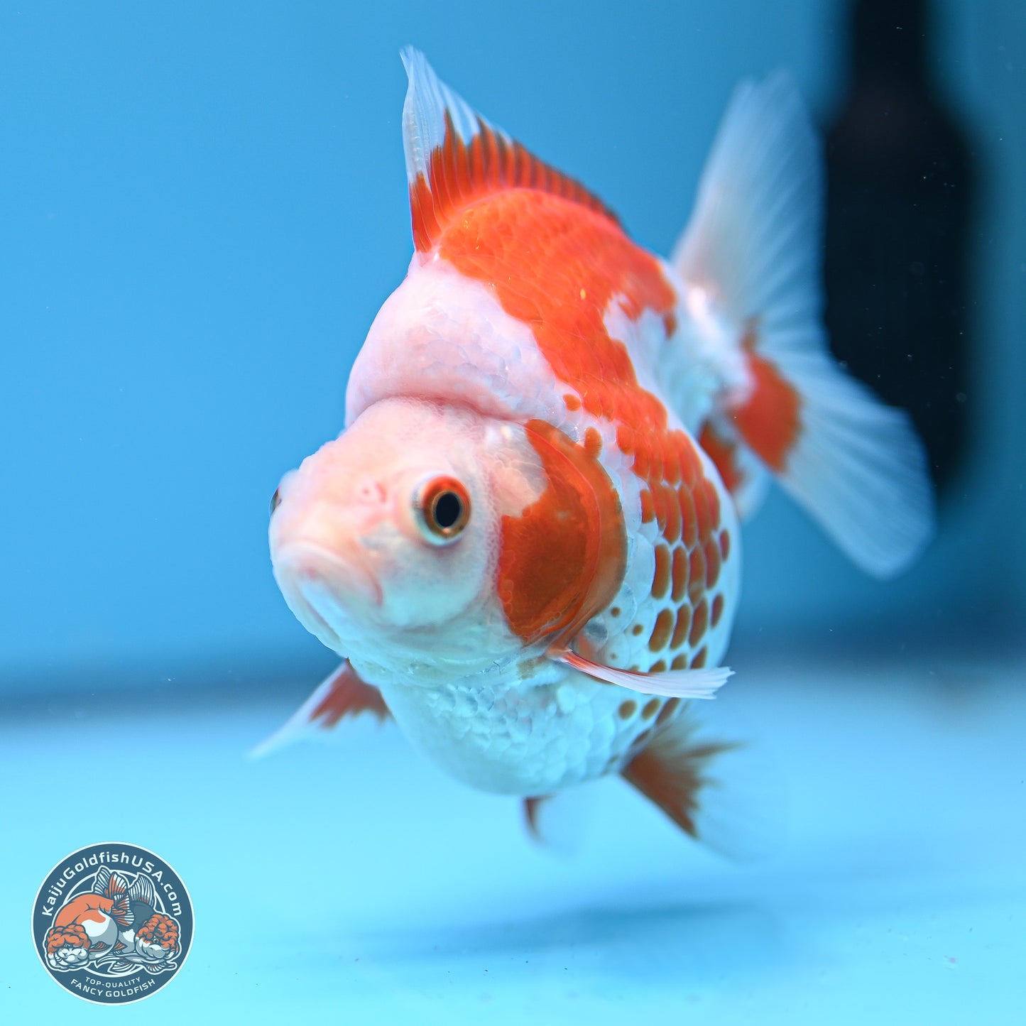 Red White Ryukin 3.25in Body (240816_RY04) - Kaiju Goldfish USA