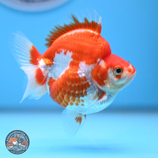 Red White Ryukin 3.5in Body (240823_RY04) - Kaiju Goldfish USA